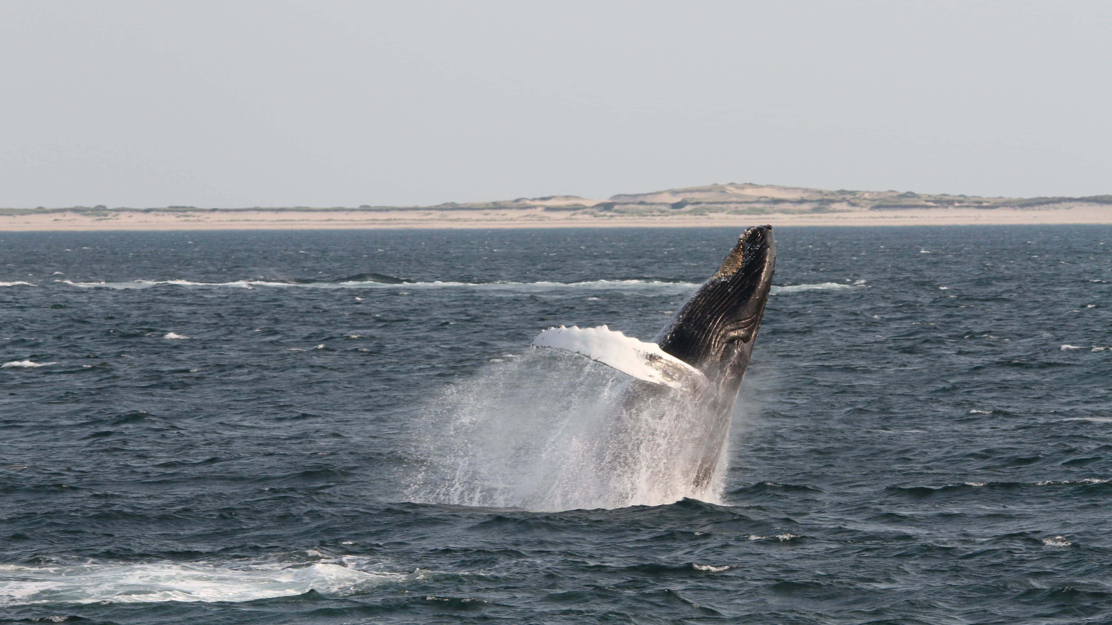 humpback whale, breaching, deep blue ocean waters, 4K Desktop Wallpaper