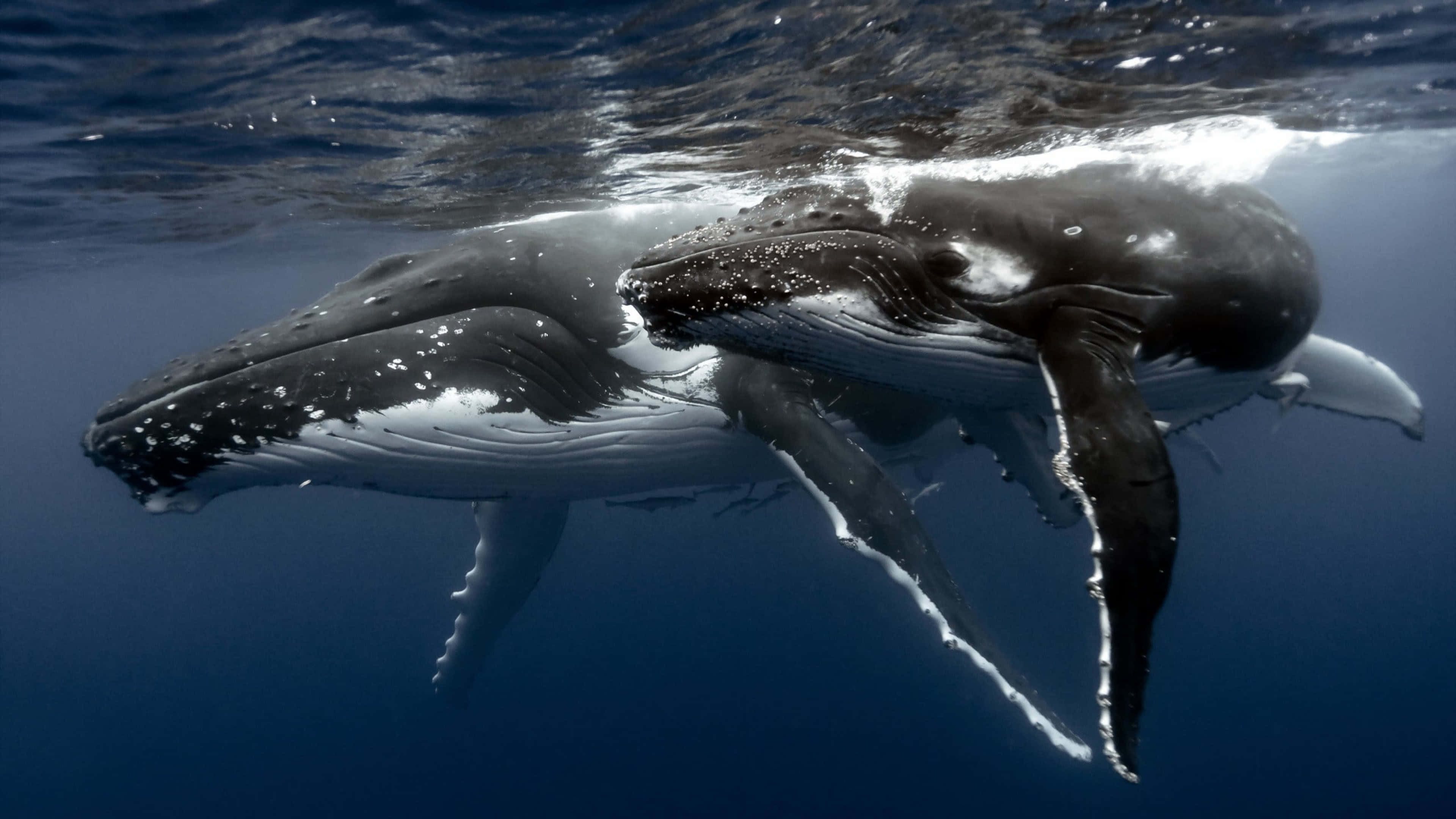 humpback whale, ocean surface, sunlight filtering, 4K Desktop Wallpaper