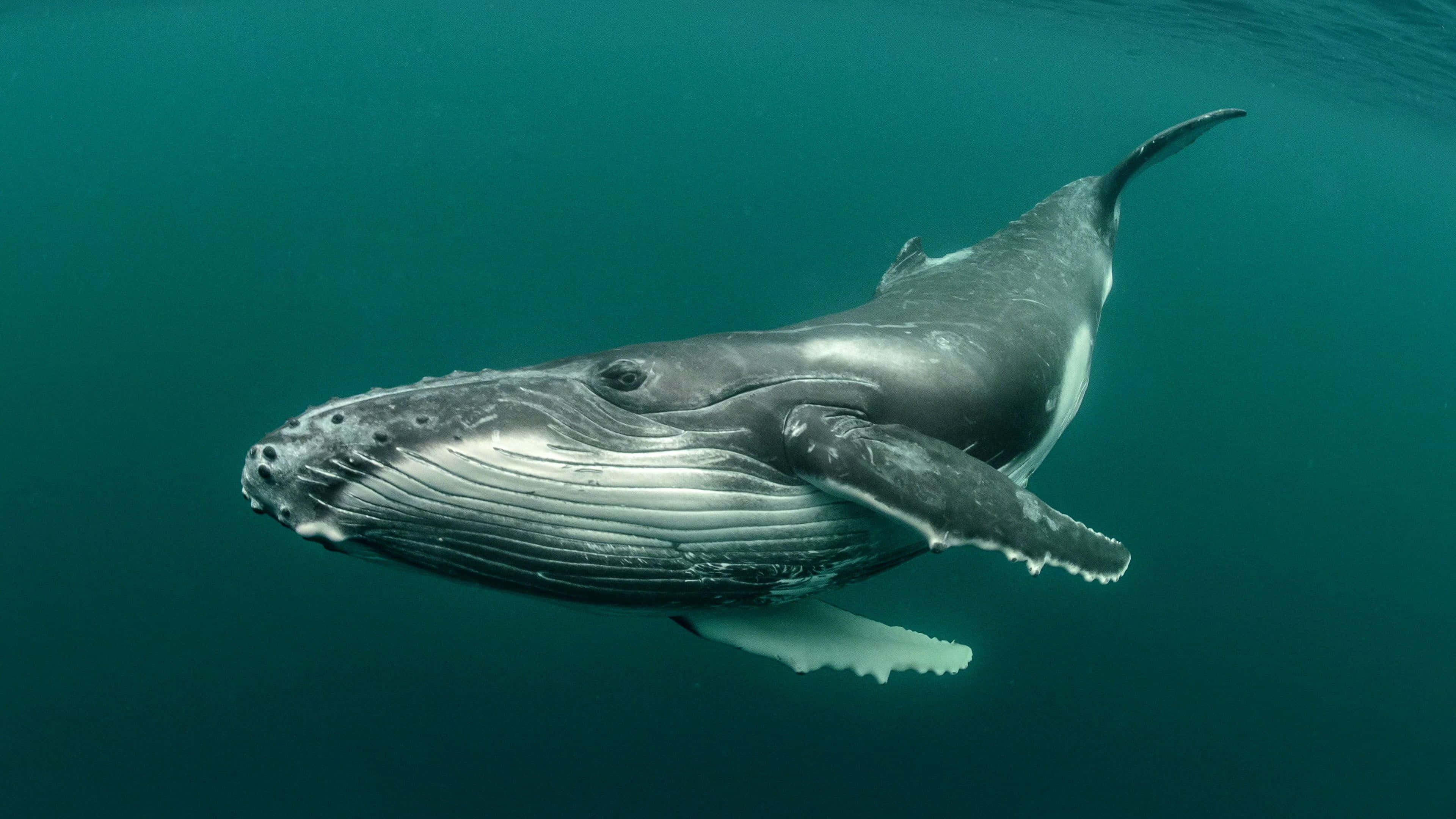 humpback whale, clear turquoise ocean water, pectoral fin extended, 4K Desktop Wallpaper