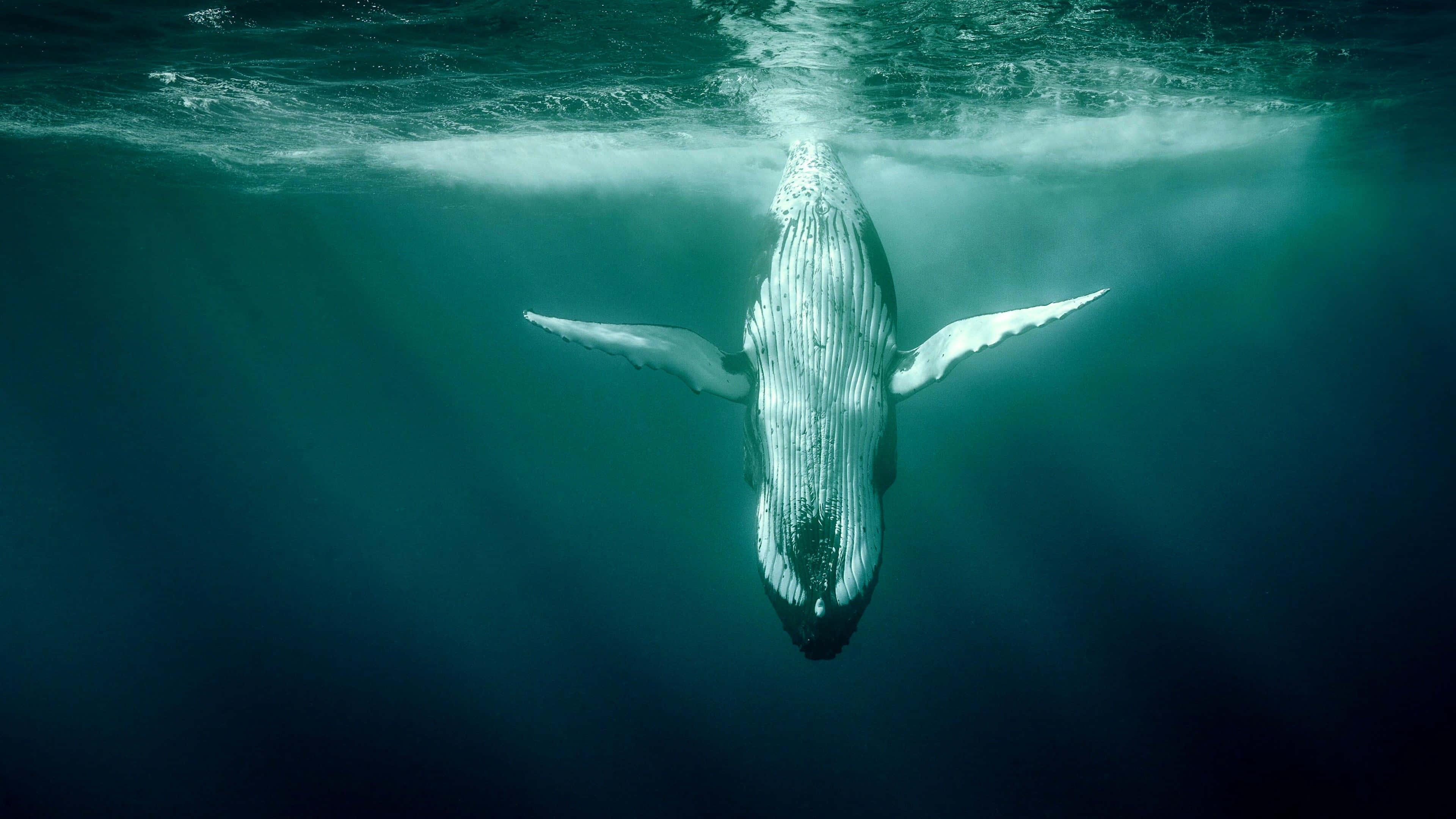 humpback whale, tranquil ocean, sunlight filtering through the ocean surface, 4K Desktop Wallpaper
