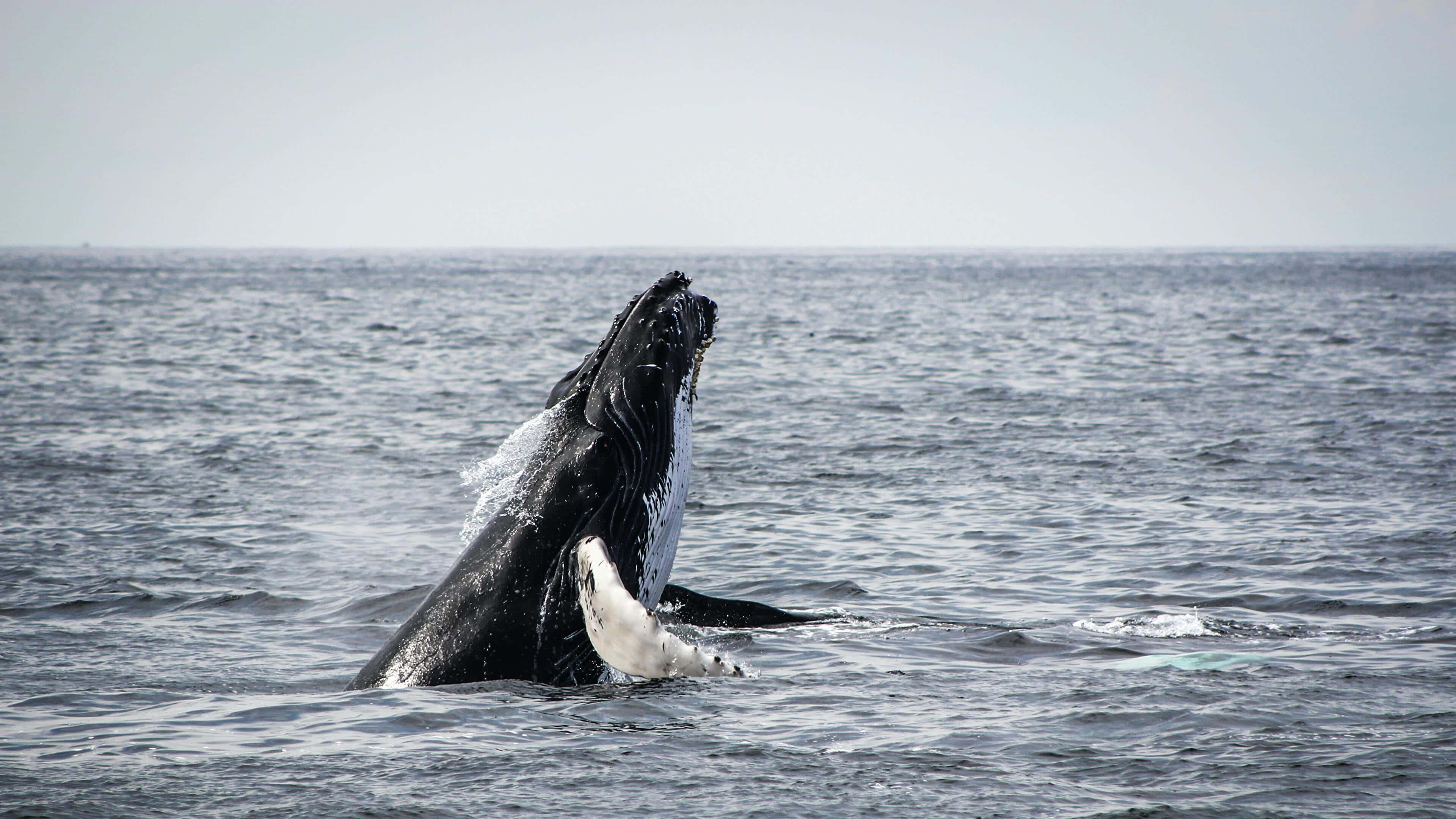 humpback whale, breaching, calm ocean waters, 4K Desktop Wallpaper