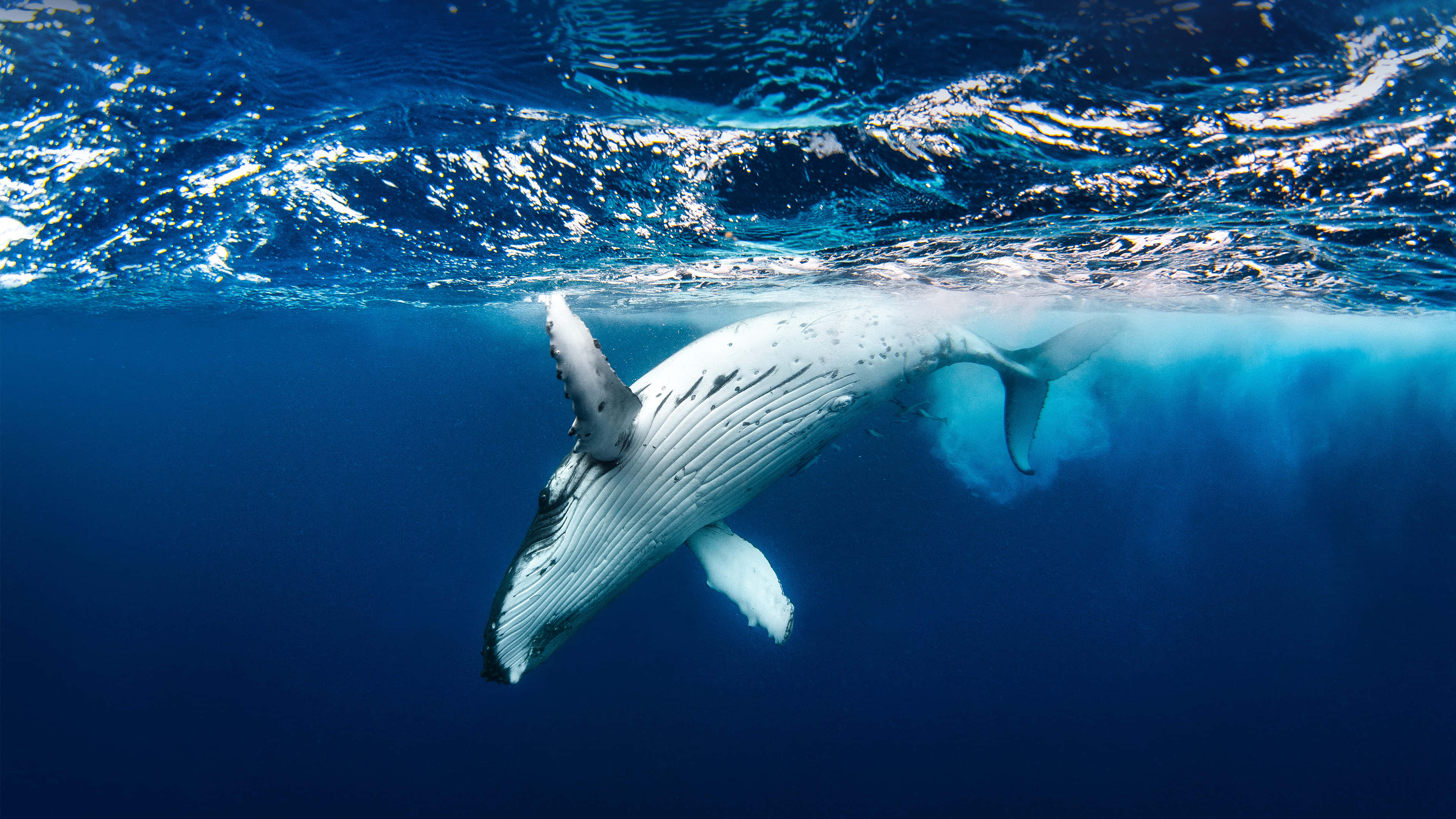 humpback whale, mid-jump, sunlight filtering through ocean surface, 4K Desktop Wallpaper