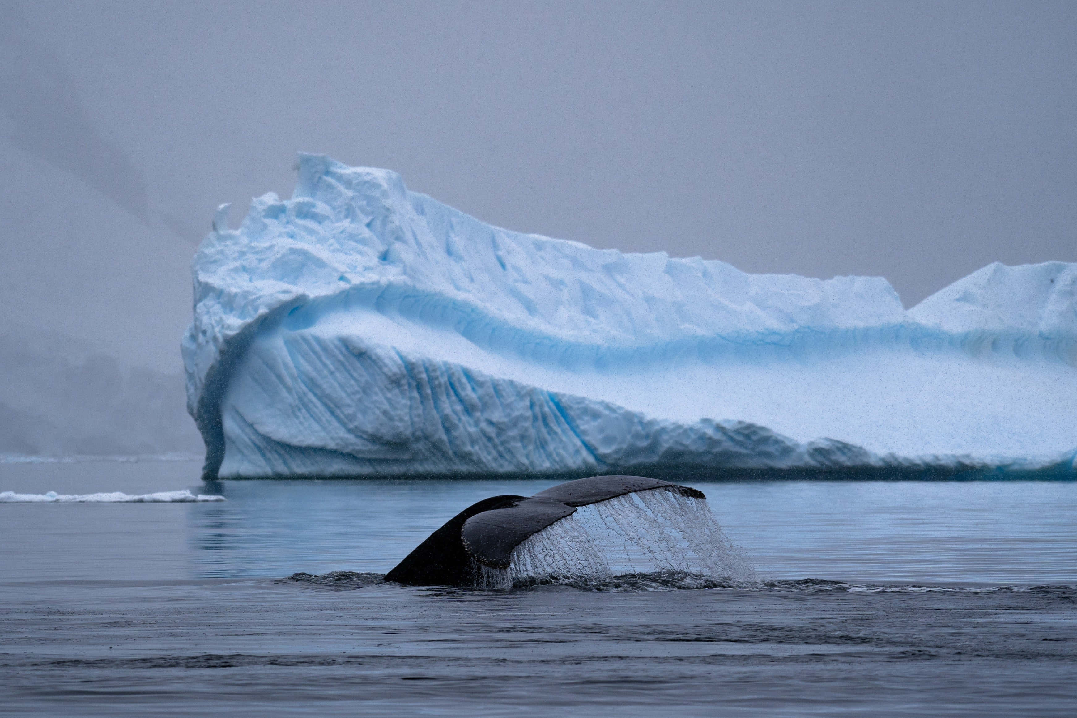 humpback whale, tail, iceberg, 2K Desktop Wallpaper