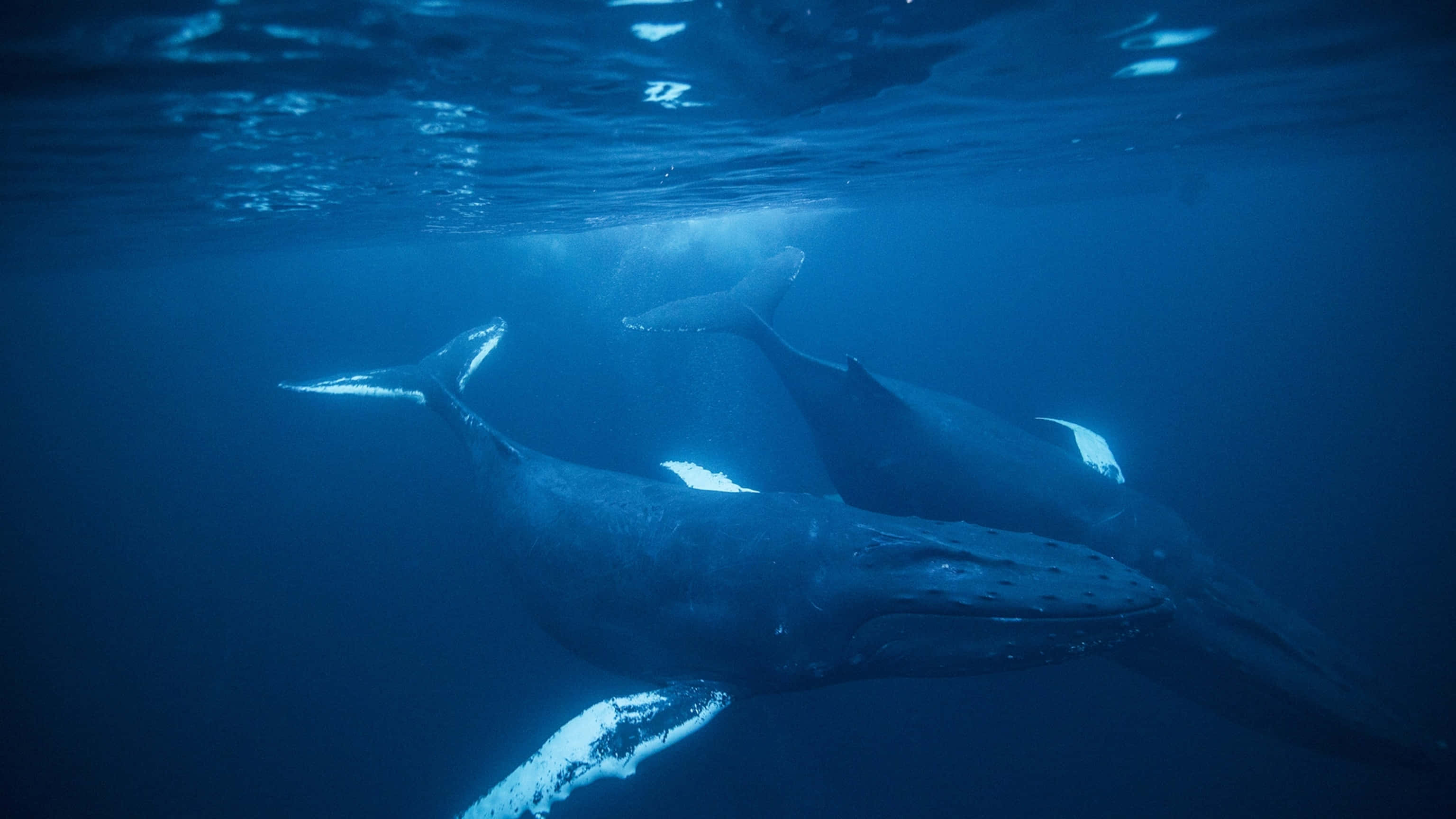 humpback whale, pair, underwater, 2K Desktop Wallpaper