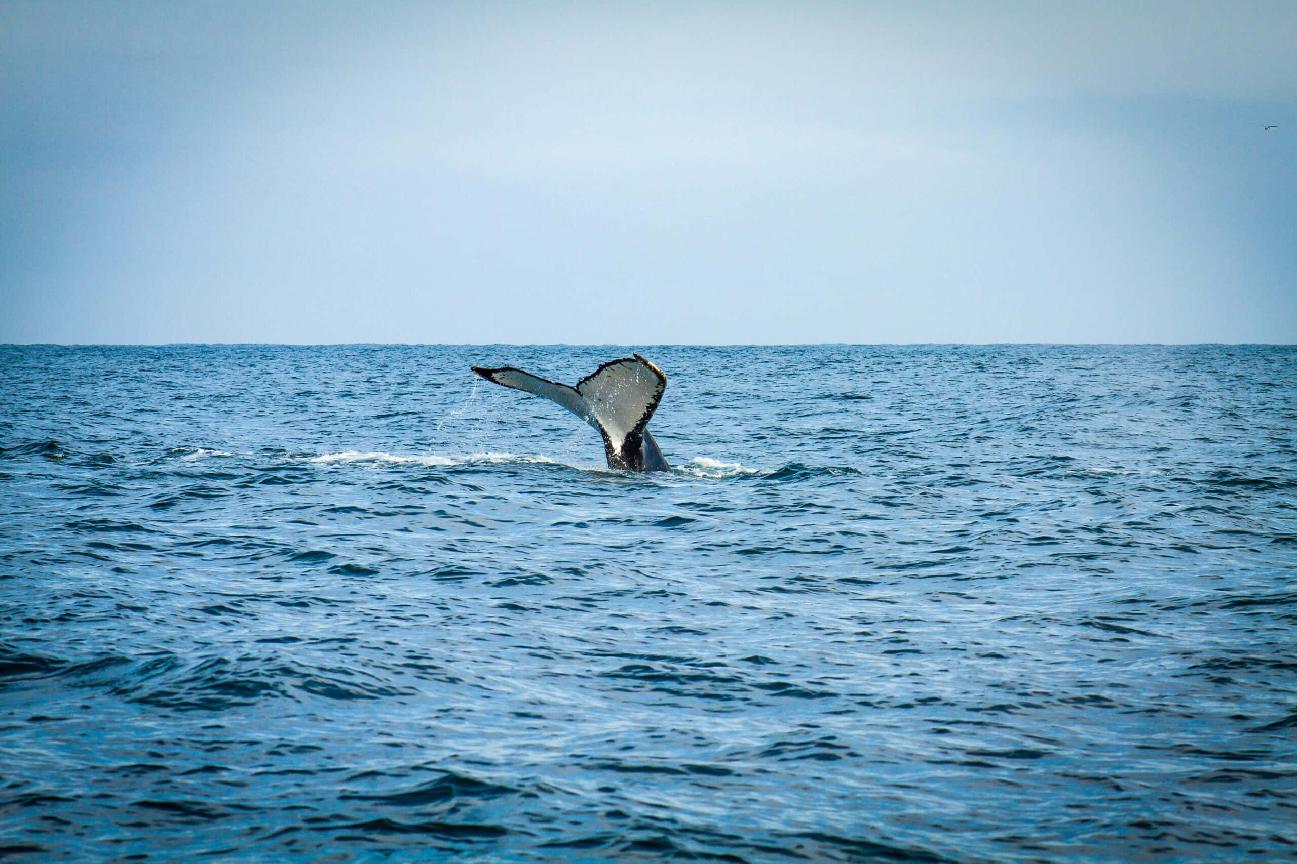 humpback whale, tail fluking, ocean, 2K Desktop Wallpaper