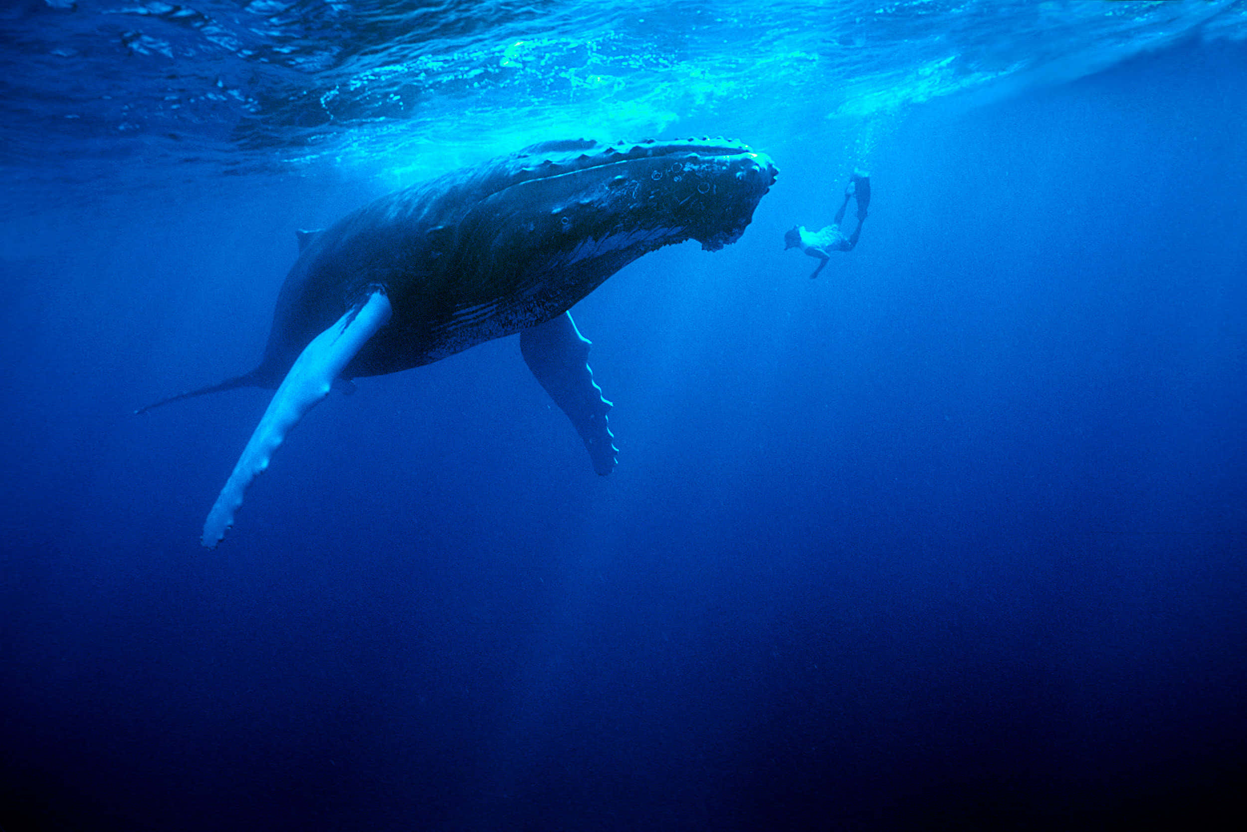 humpback whale, diver, deep blue ocean waters, Full HD Desktop Wallpaper
