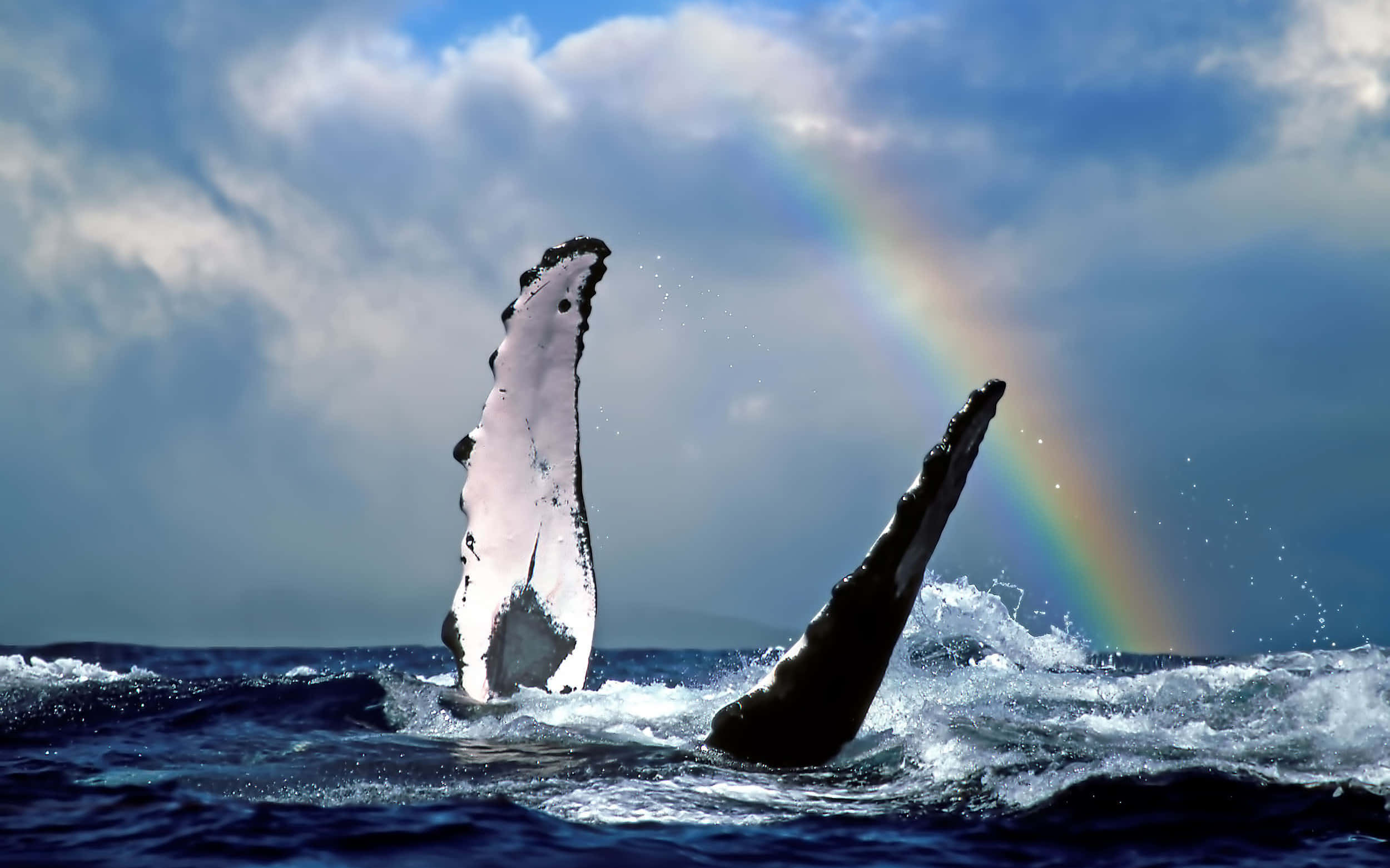 humpback whale, rainbow, ocean depths, Full HD Desktop Wallpaper