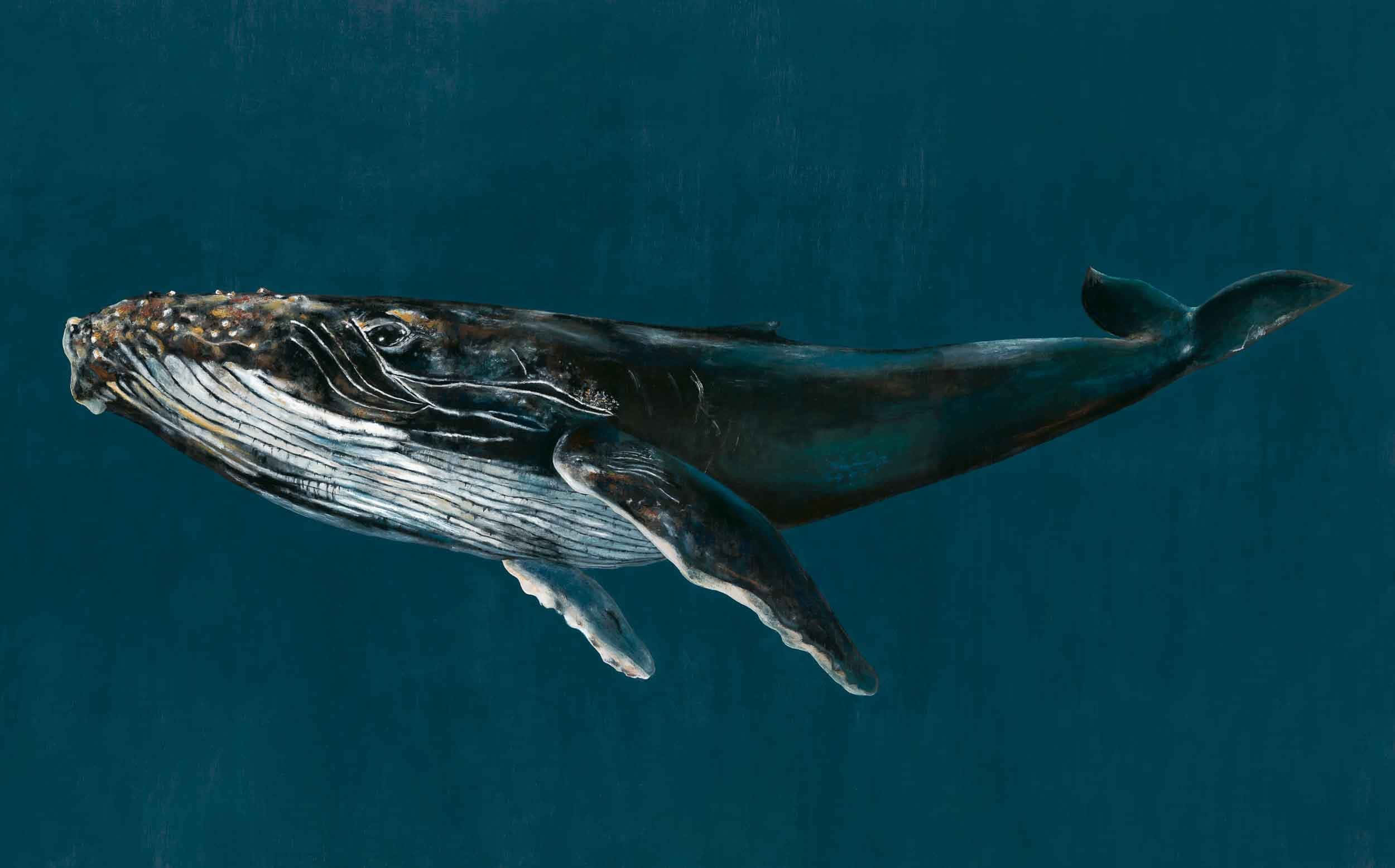 humpback whale, deep teal ocean waters, white pectoral fins, Full HD Desktop Wallpaper