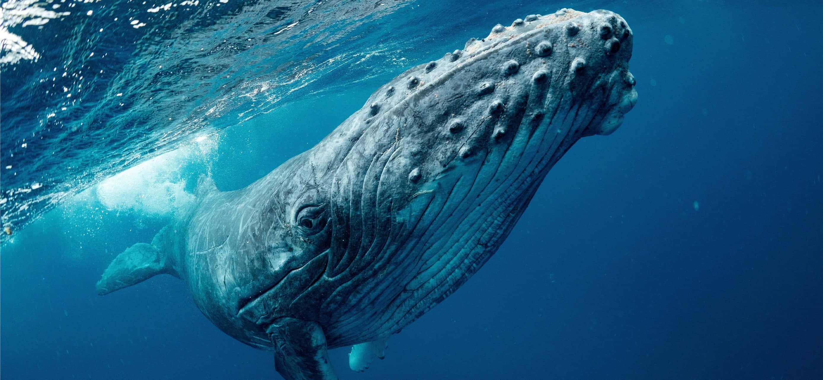 humpback whale, underwater, sunlight, 2K Desktop Wallpaper