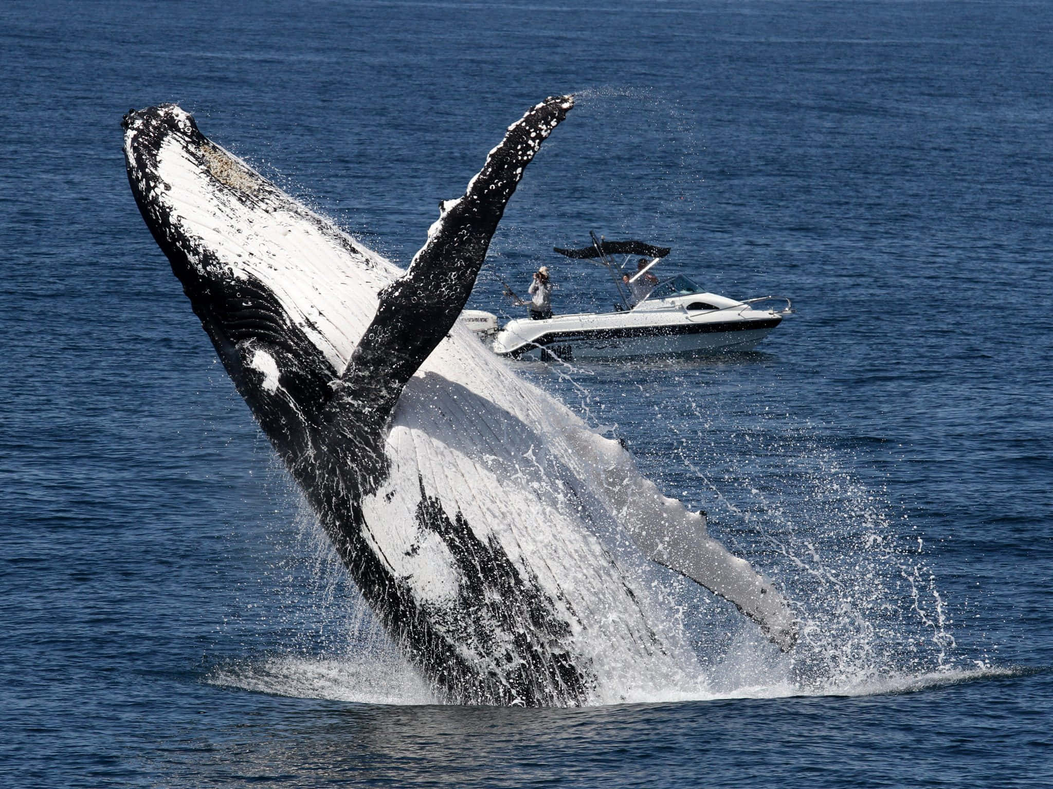 humpback whale, breaching, deep blue ocean water, Full HD Desktop Wallpaper