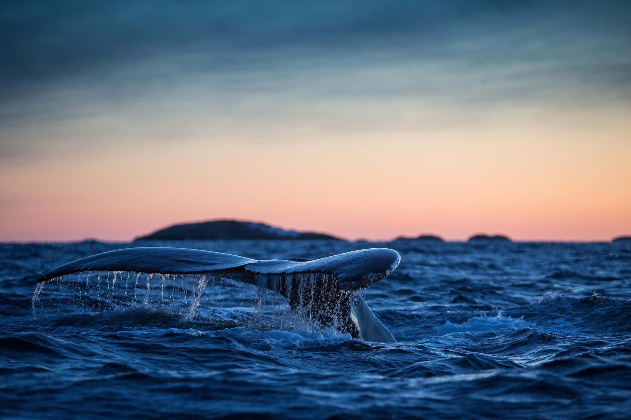 humpback whale, tail, dusk, Full HD Desktop Wallpaper