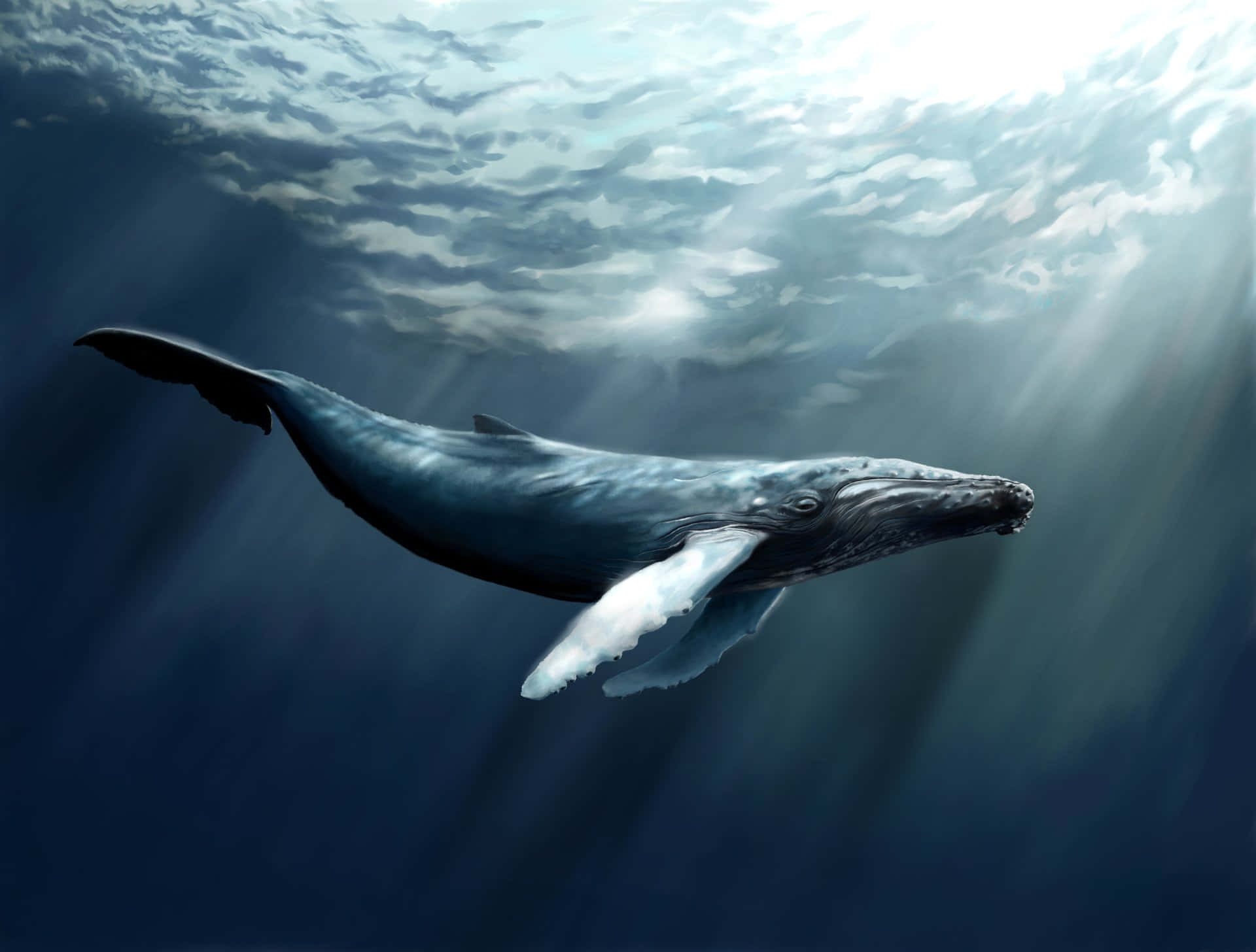 humpback whale, deep blue ocean waters, sunlight beams, Full HD Desktop Wallpaper