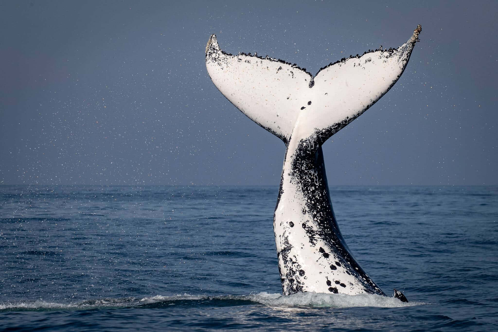 humpback whale, massive spotted tail, ocean, Full HD Desktop Wallpaper