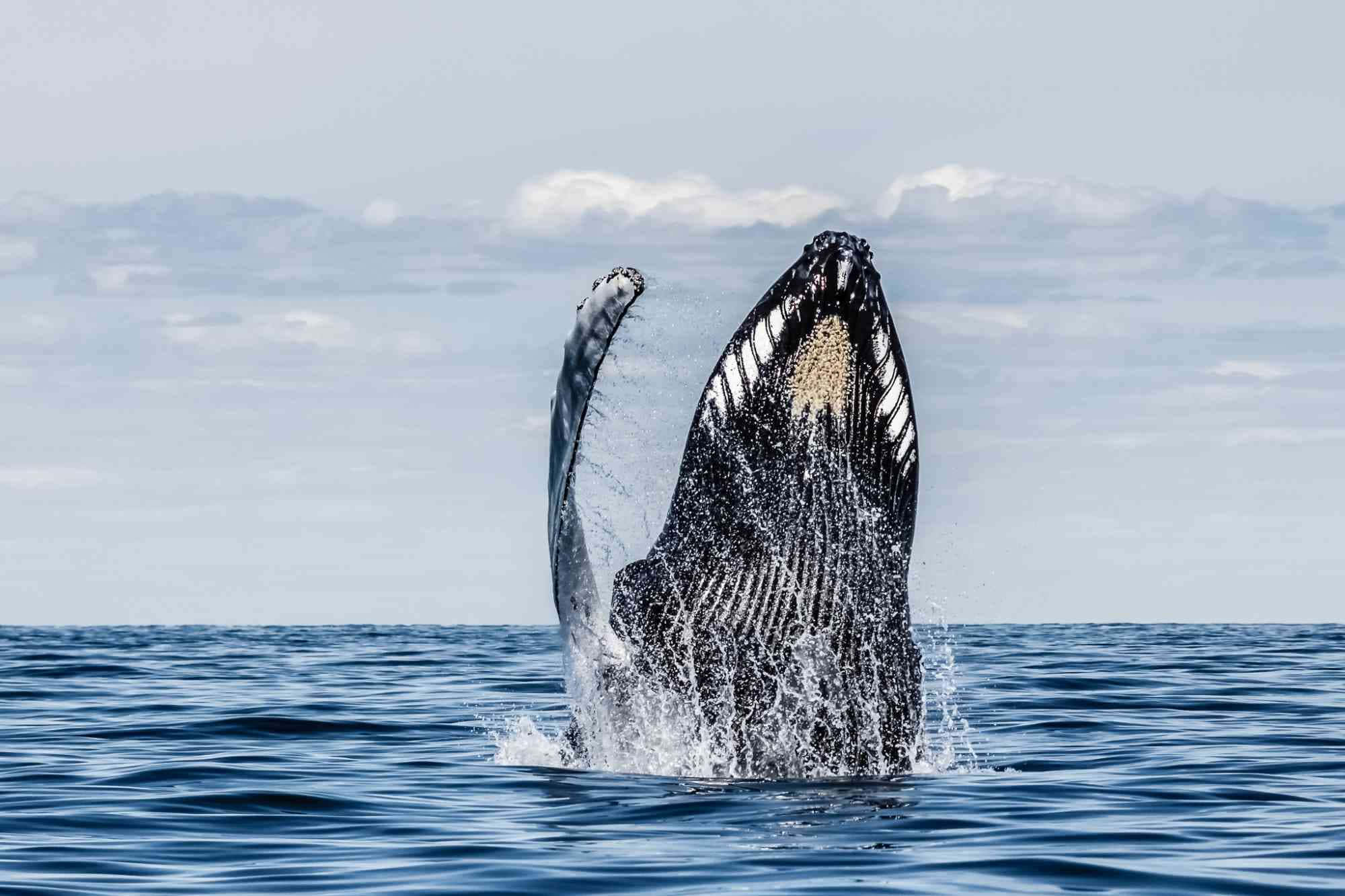 humpback whale, breaching, deep blue ocean waters, Full HD Desktop Wallpaper