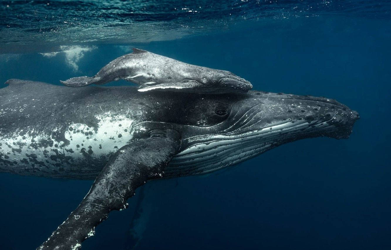 humpback whale, calf, remora, HD Desktop Wallpaper