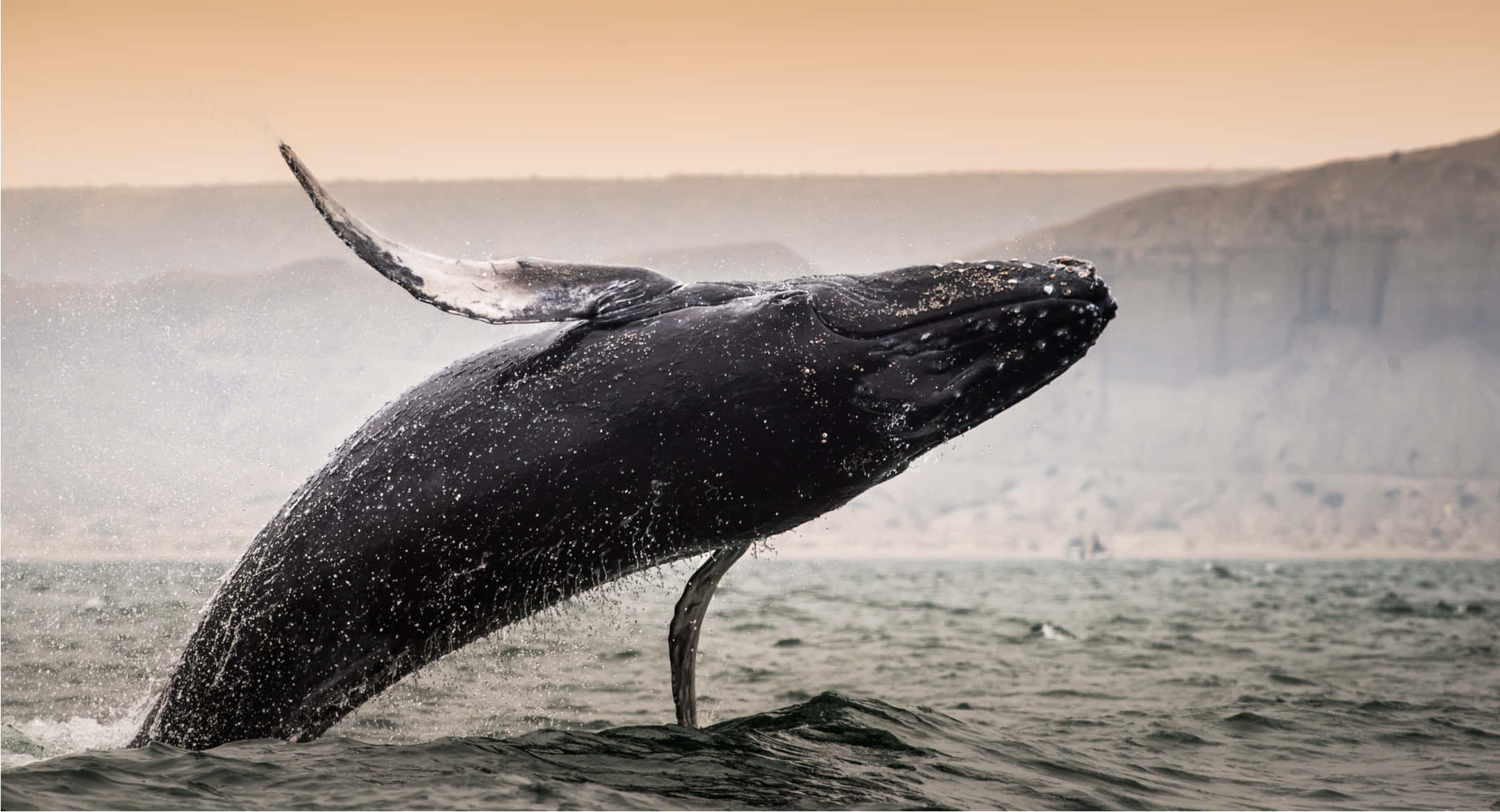 humpback whale, breaching, ocean, Full HD Desktop Wallpaper
