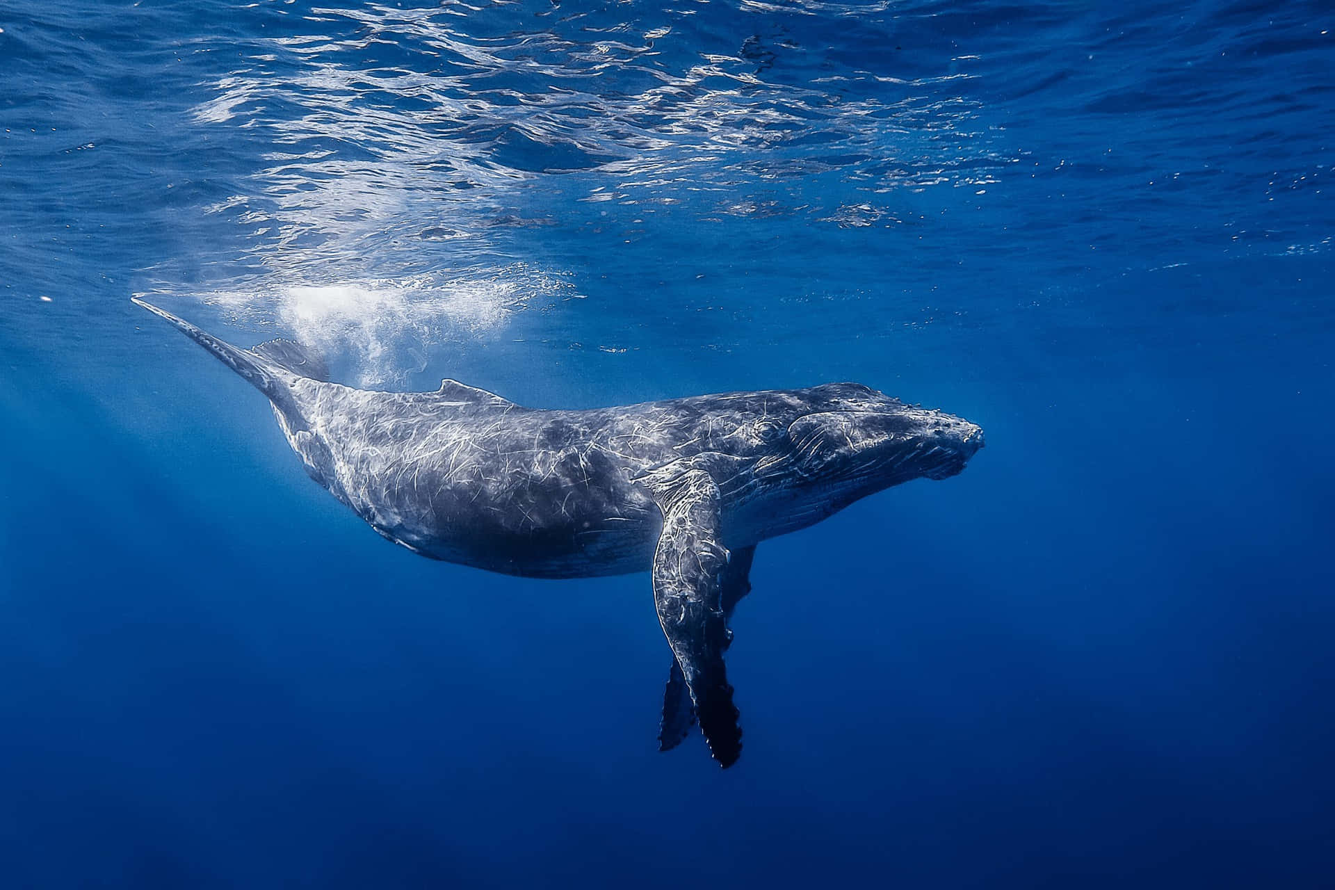 humpback whale, deep blue ocean waters, sunlight filtering from the surface, Full HD Desktop Wallpaper
