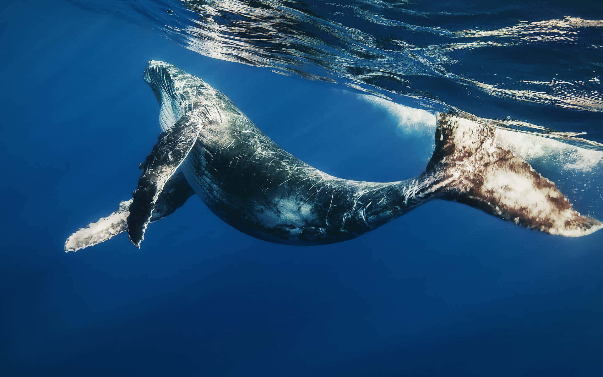 humpback whale, underwater, tail fin, Full HD Desktop Wallpaper