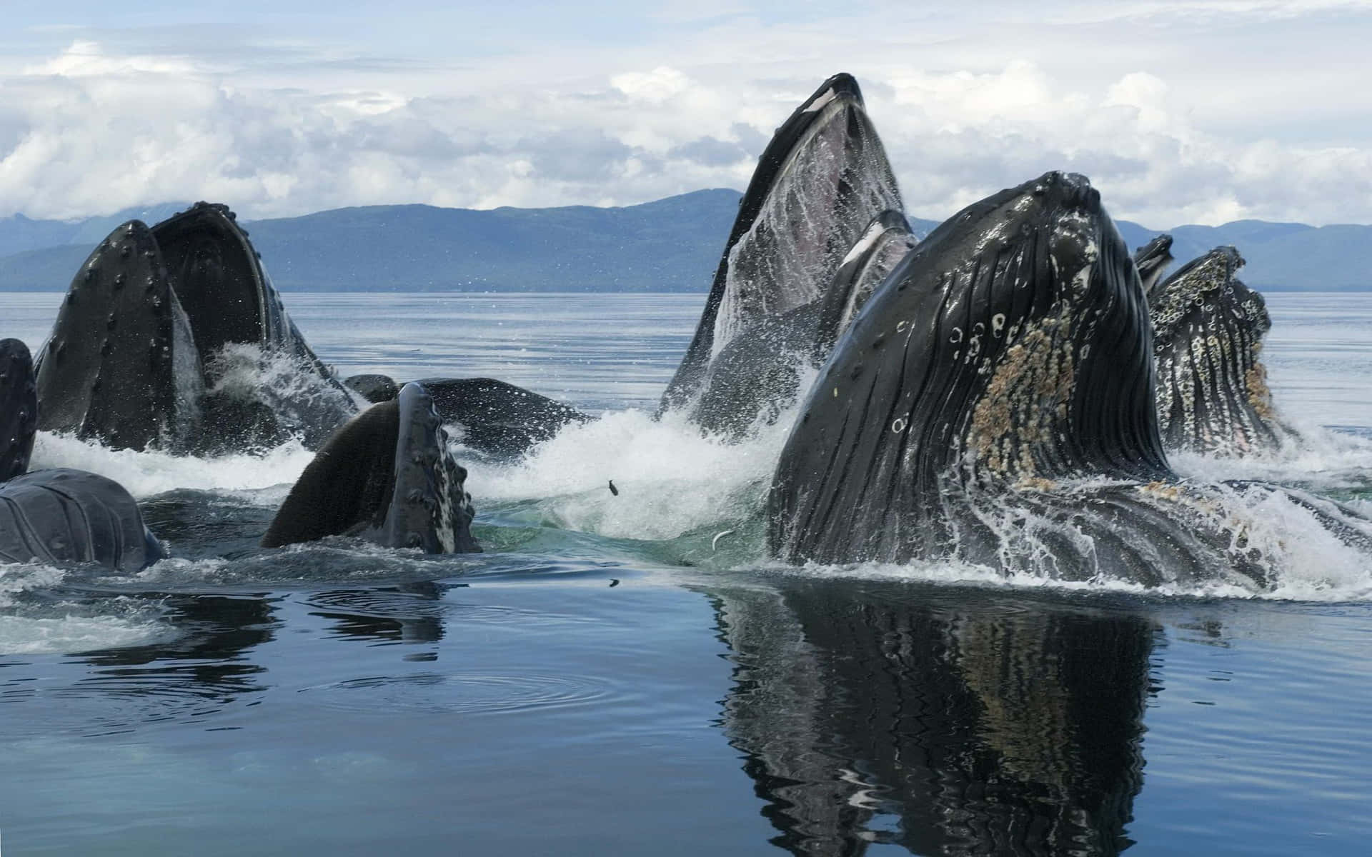 humpback whale, deep blue sea, calm blue waters, Full HD Desktop Wallpaper