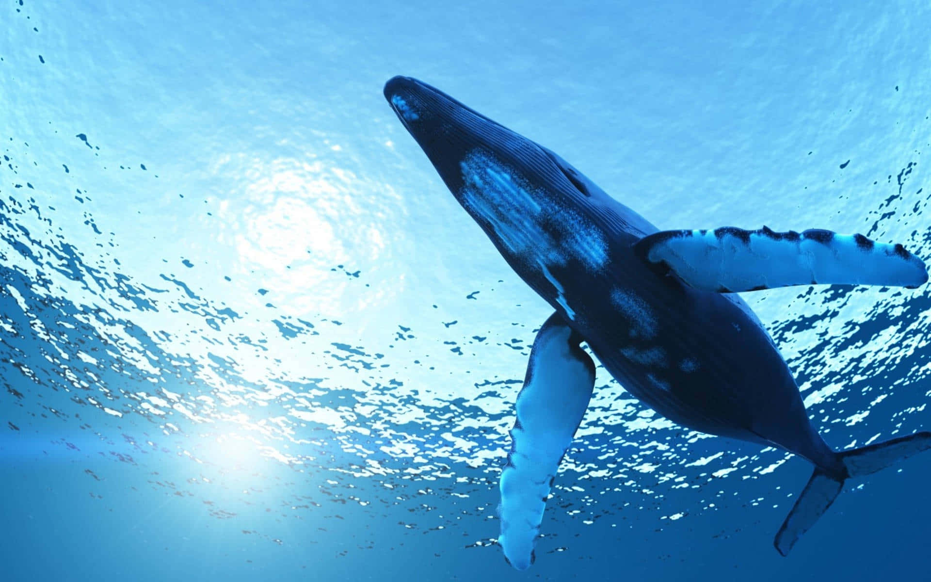 humpback whale, underwater, sunlit surface, Full HD Desktop Wallpaper