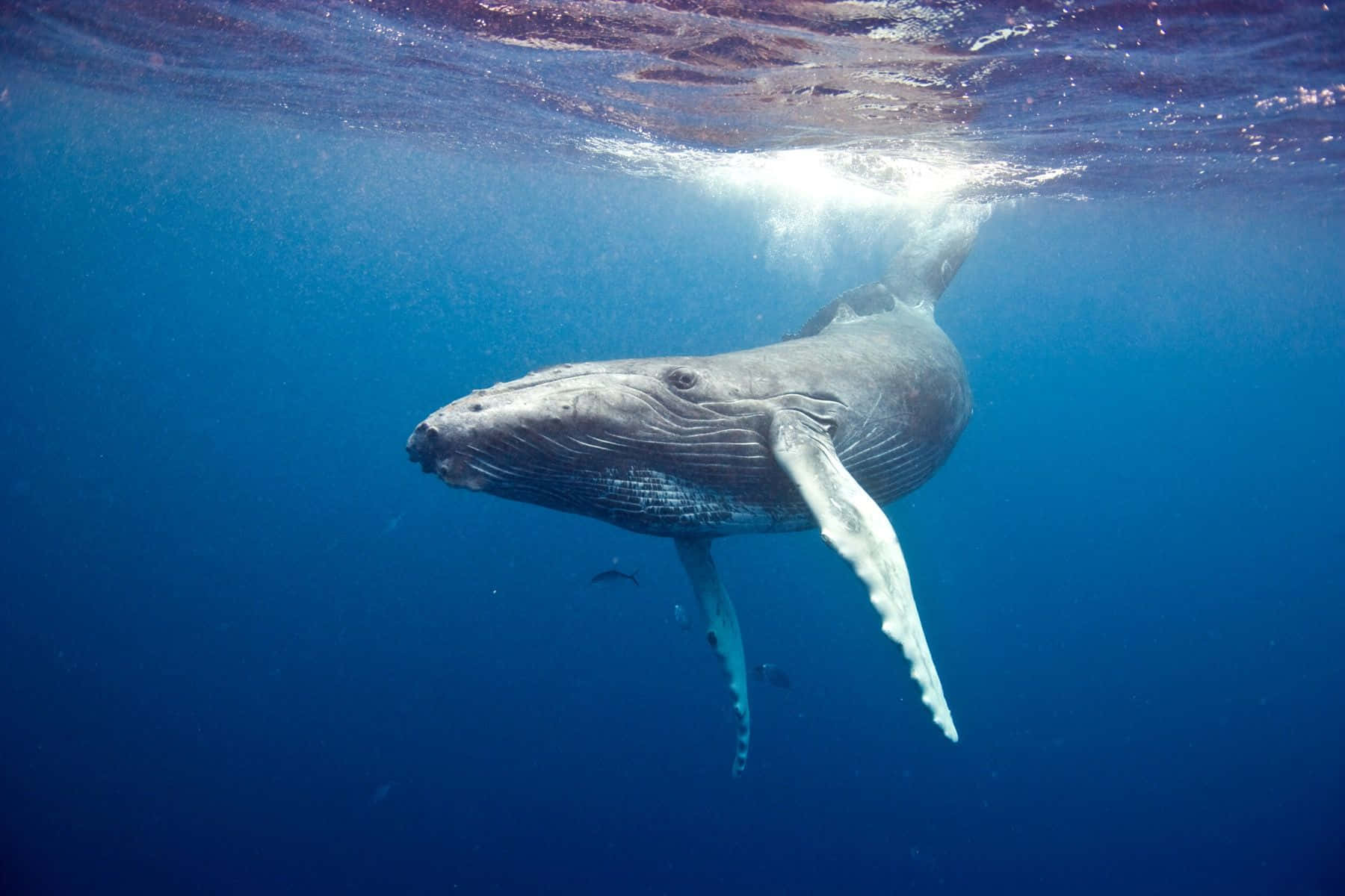 humpback whale, underwater, sunlit surface, HD Desktop Wallpaper