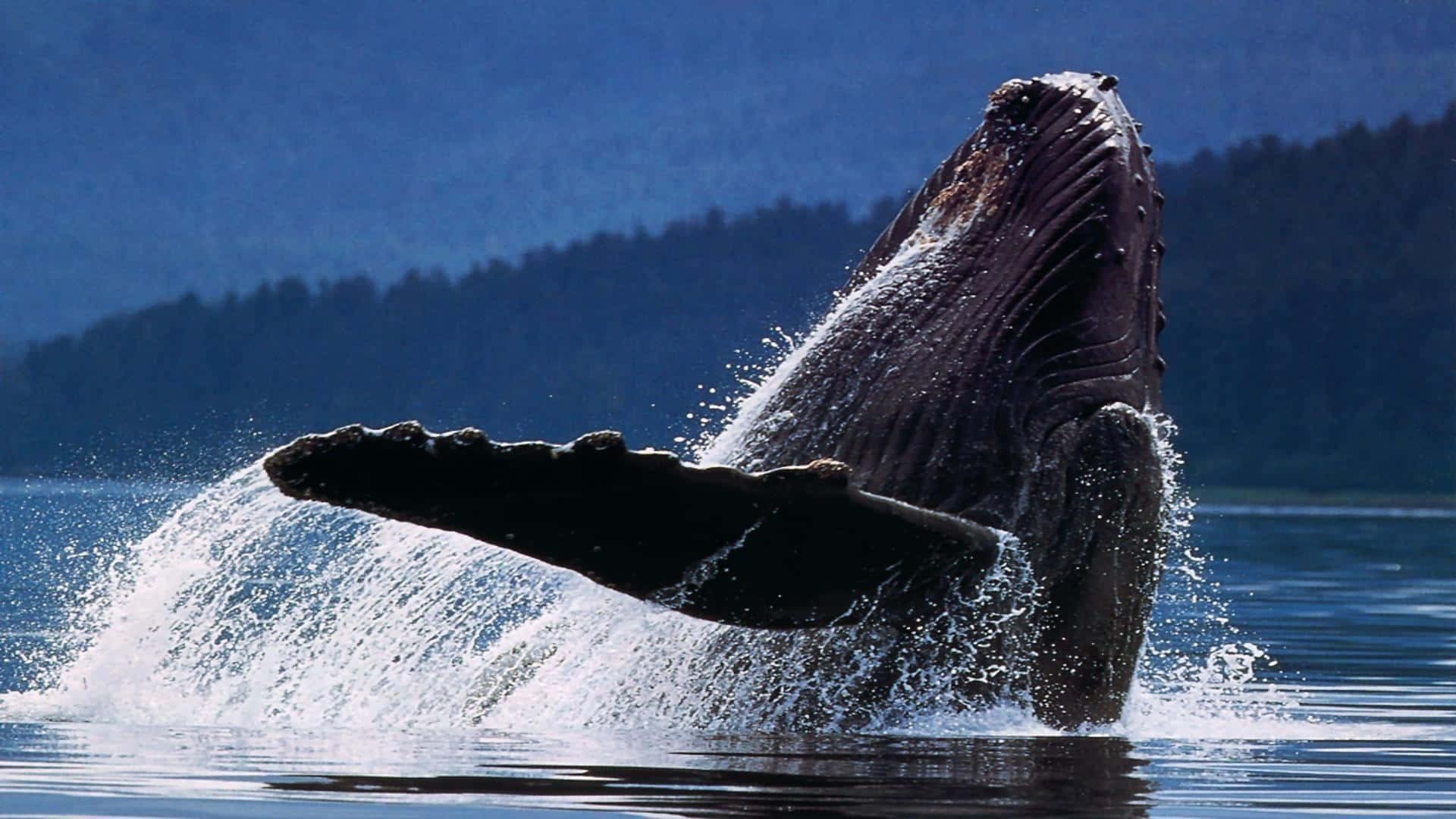 humpback whale, breaching, deep blue water, Full HD Desktop Wallpaper