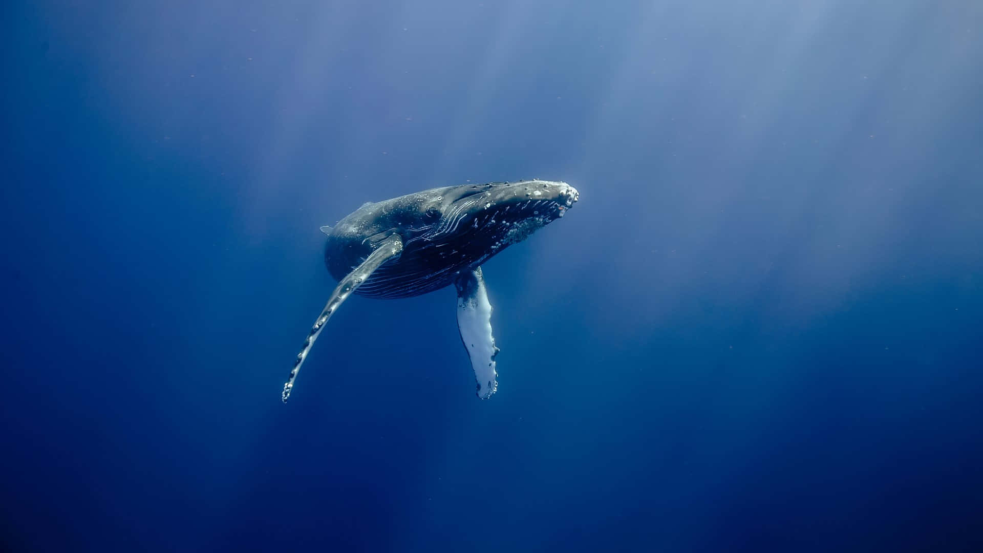 humpback whale, deep blue ocean waters, sunlight rays, Full HD Desktop Wallpaper