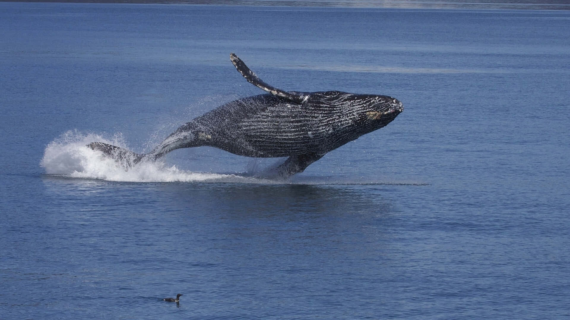 humpback whale, breaching, deep blue ocean water, Full HD Desktop Wallpaper