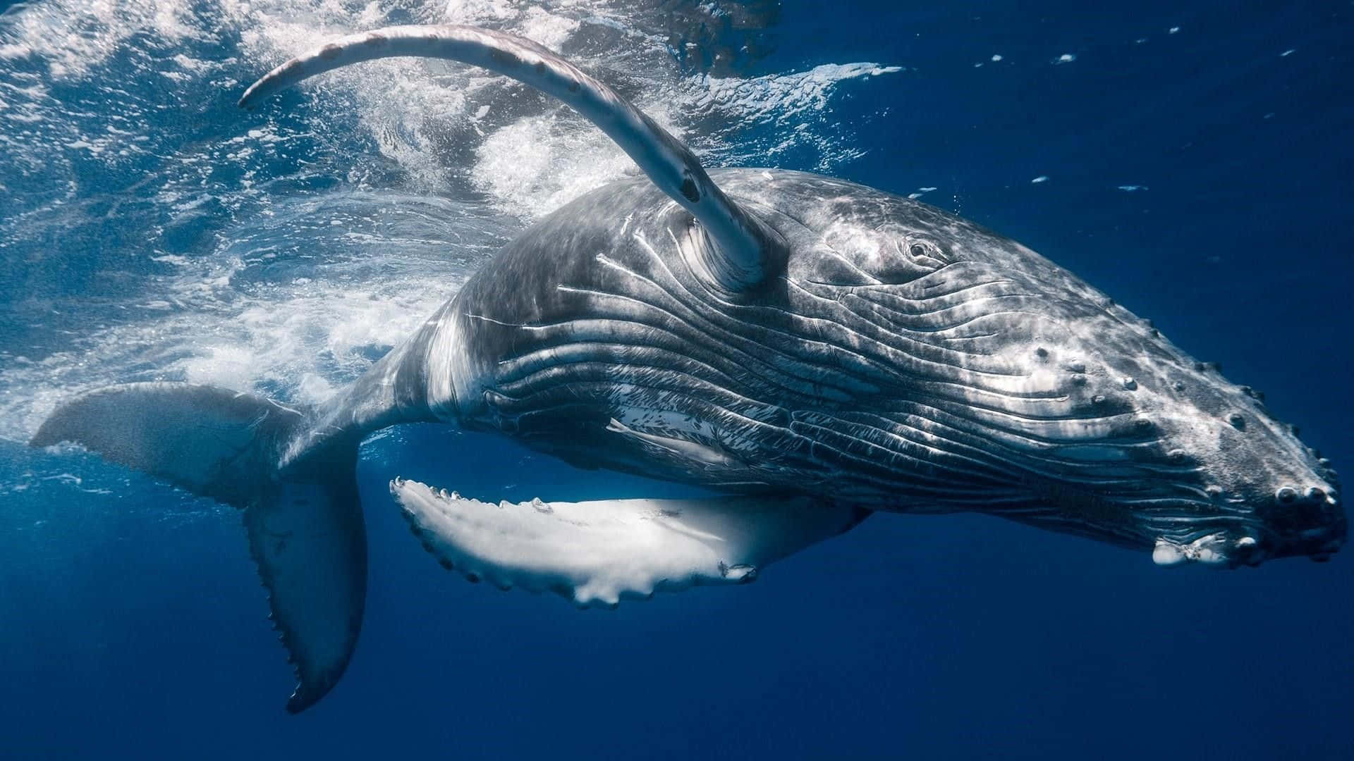 humpback whale, deep blue ocean waters, sunlight filtering through the surface, Full HD Desktop Wallpaper