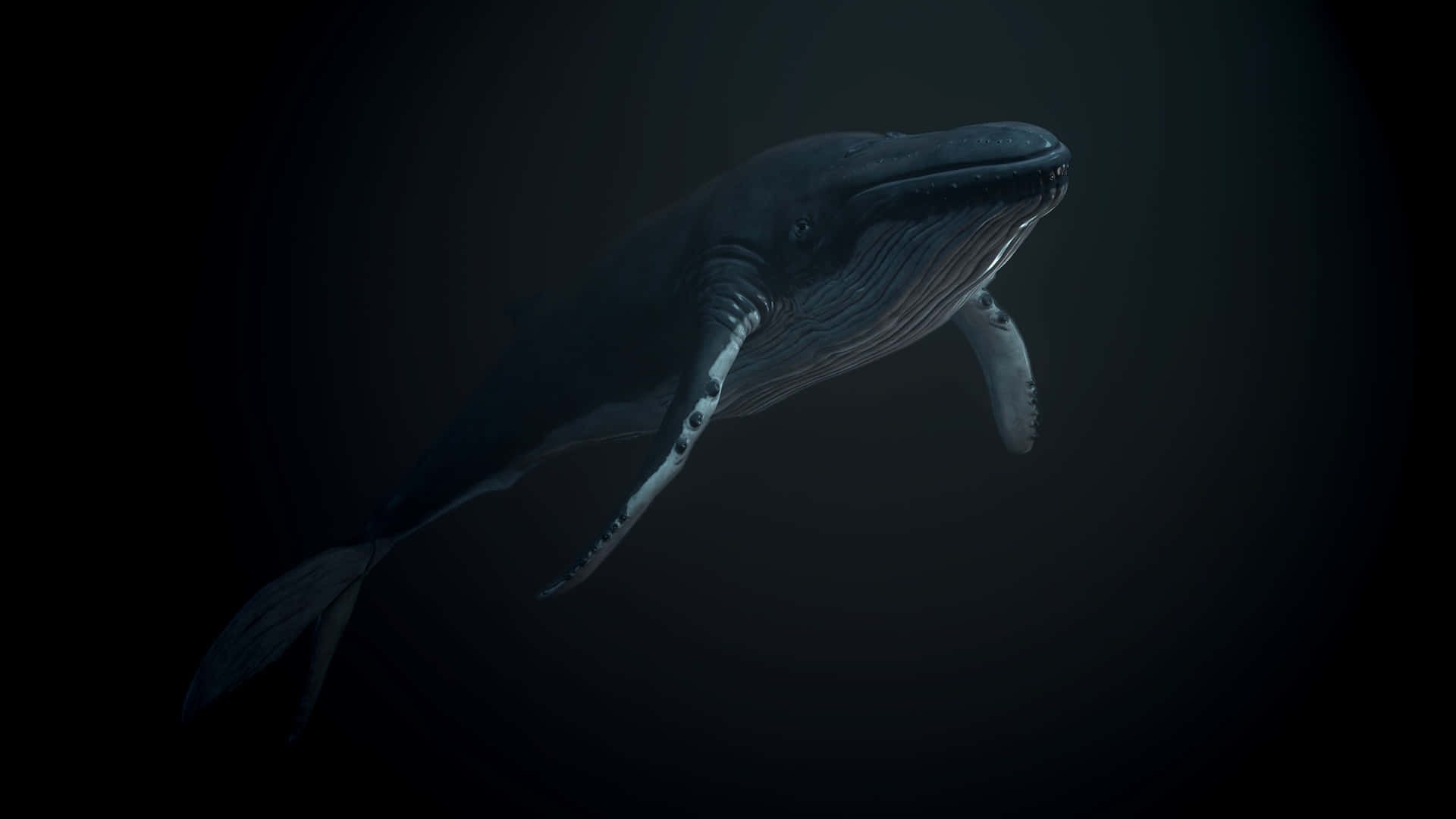humpback whale, deep blue sea, bioluminescent highlights, Full HD Desktop Wallpaper