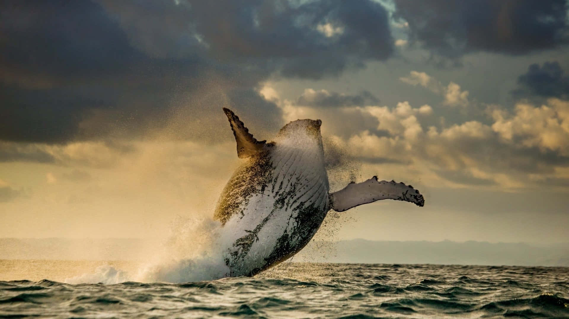 humpback whale, breaching, sunset, Full HD Desktop Wallpaper