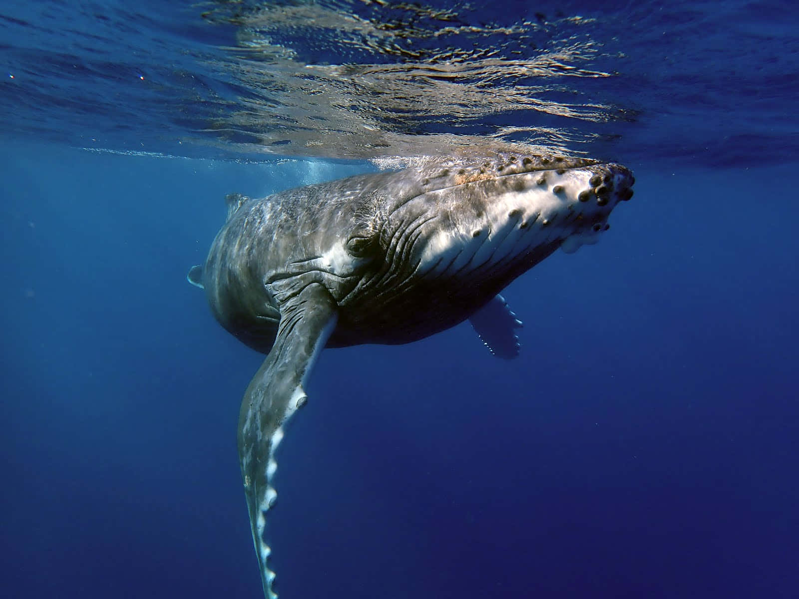 humpback whale, underwater, deep blue ocean, HD Desktop Wallpaper