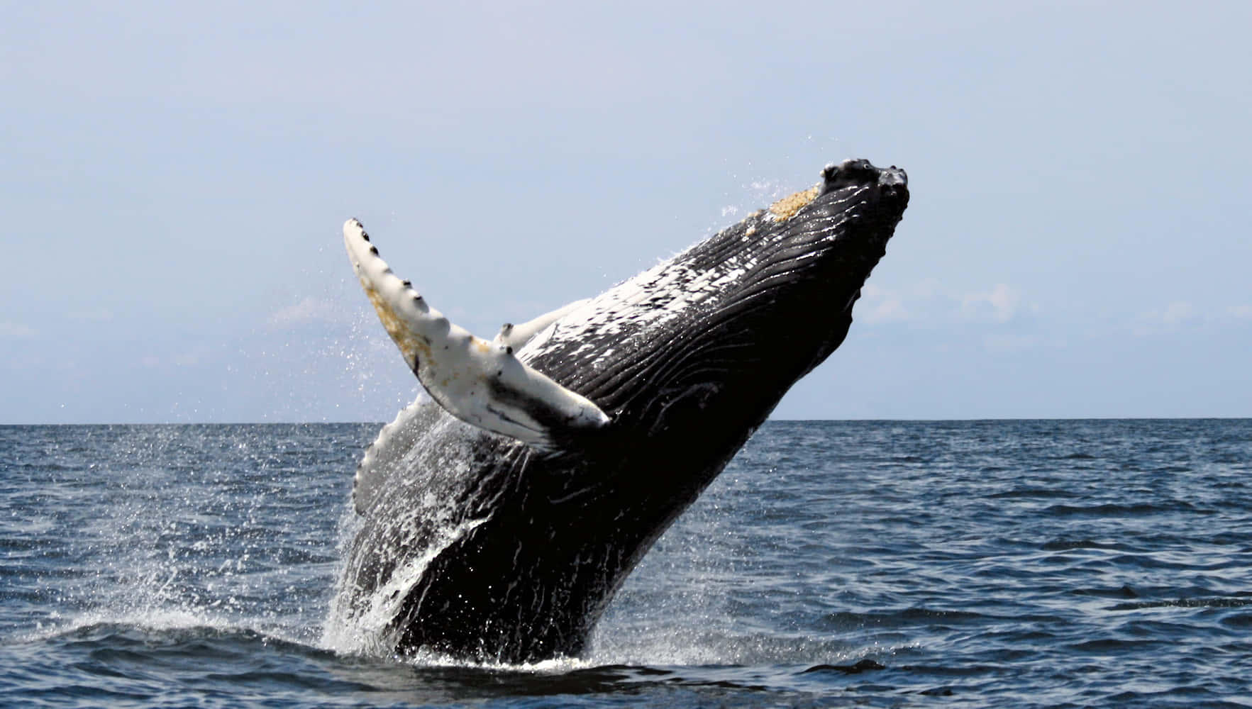 humpback whale, breaching, deep blue ocean waters, HD Desktop Wallpaper