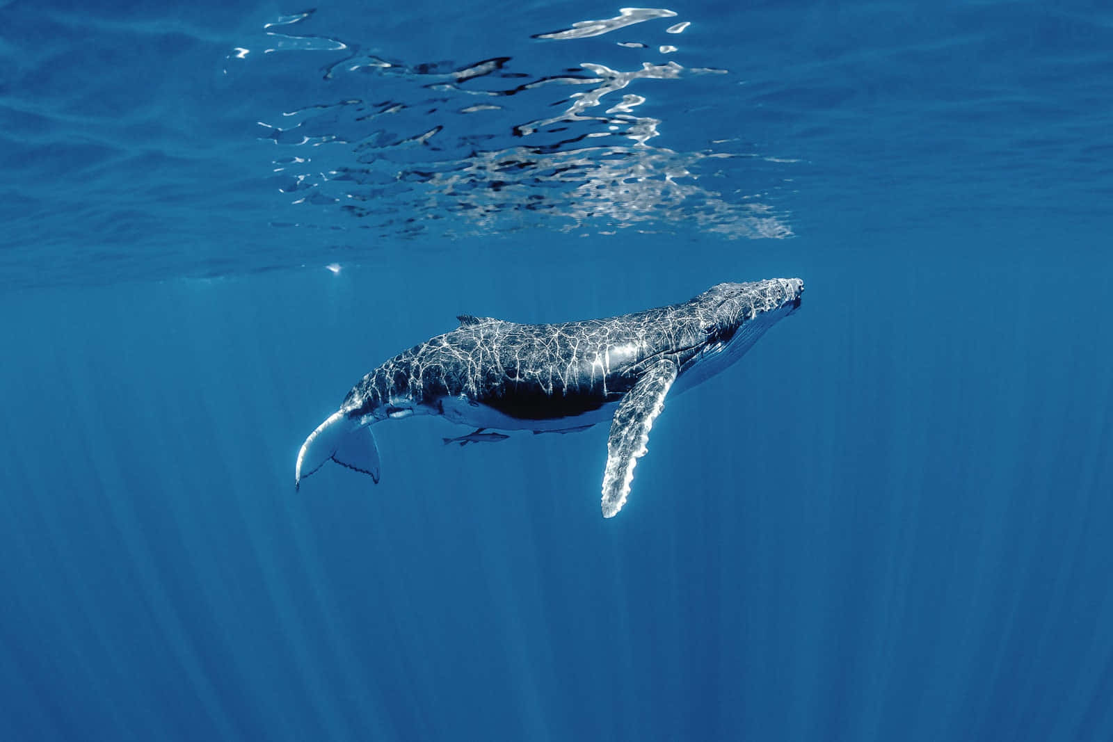 humpback whale, underwater, sunlit ocean waves, HD Desktop Wallpaper
