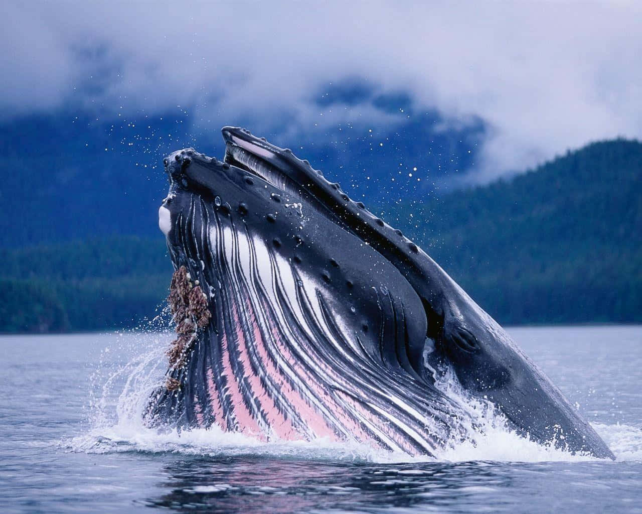 humpback whale, breaching, pinkish throat pleats, HD Desktop Wallpaper