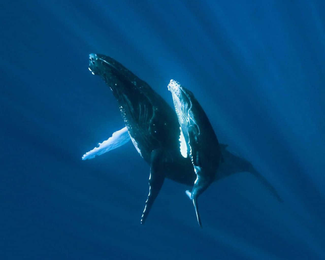 humpback whale, deep blue ocean waters, sunbeams, HD Desktop Wallpaper