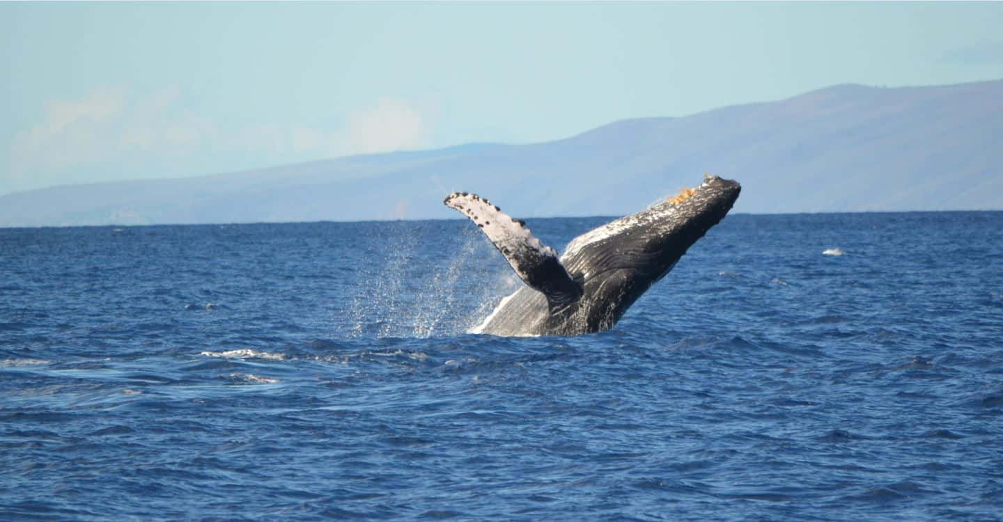 humpback whale, deep blue ocean waters, distant mountains, HD Desktop Wallpaper