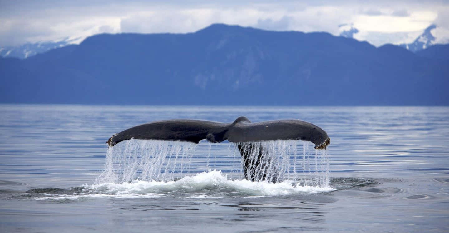 humpback whale, deep blue sea, massive tail, HD Desktop Wallpaper