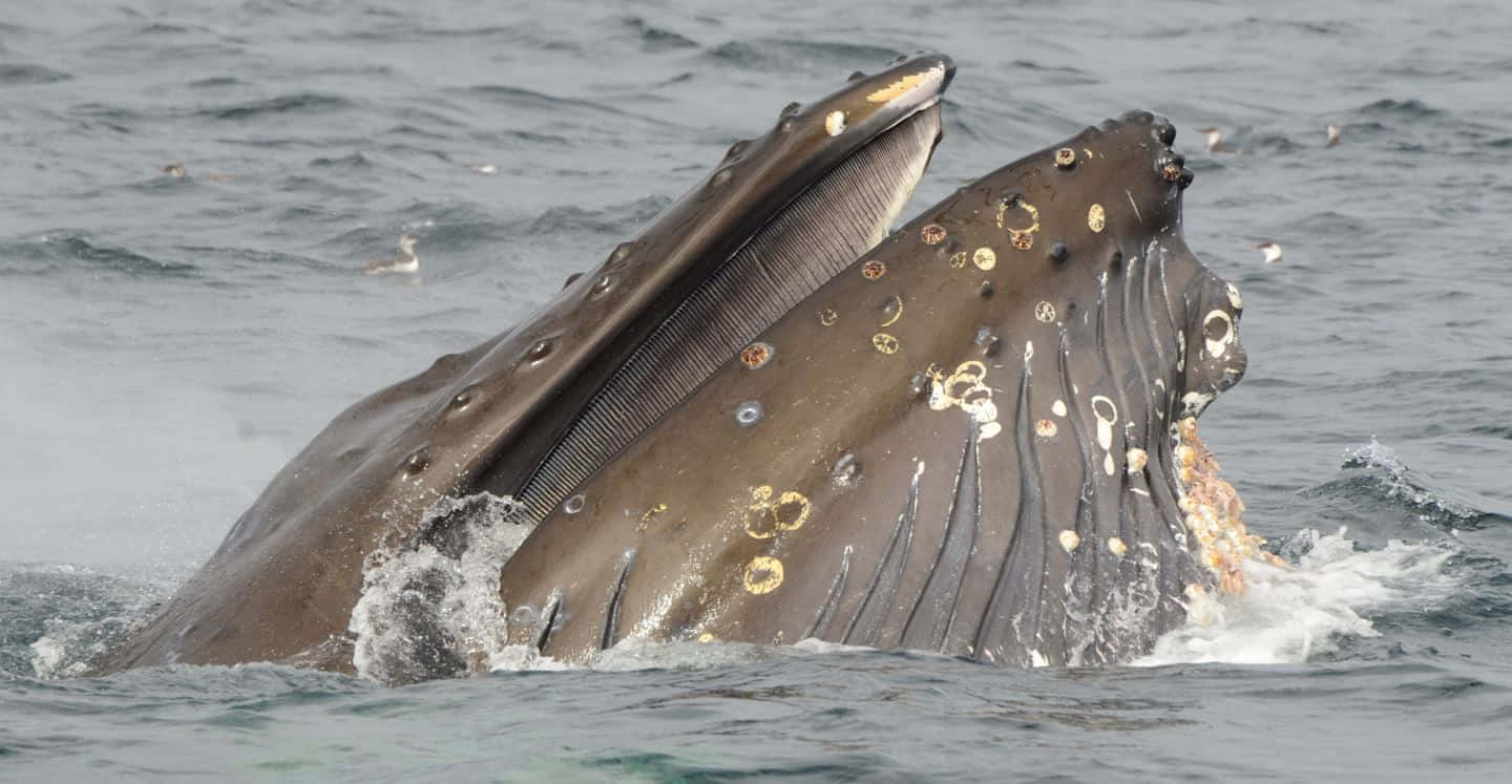 humpback whale, barnacle-covered heads, baleen plates, HD Desktop Wallpaper
