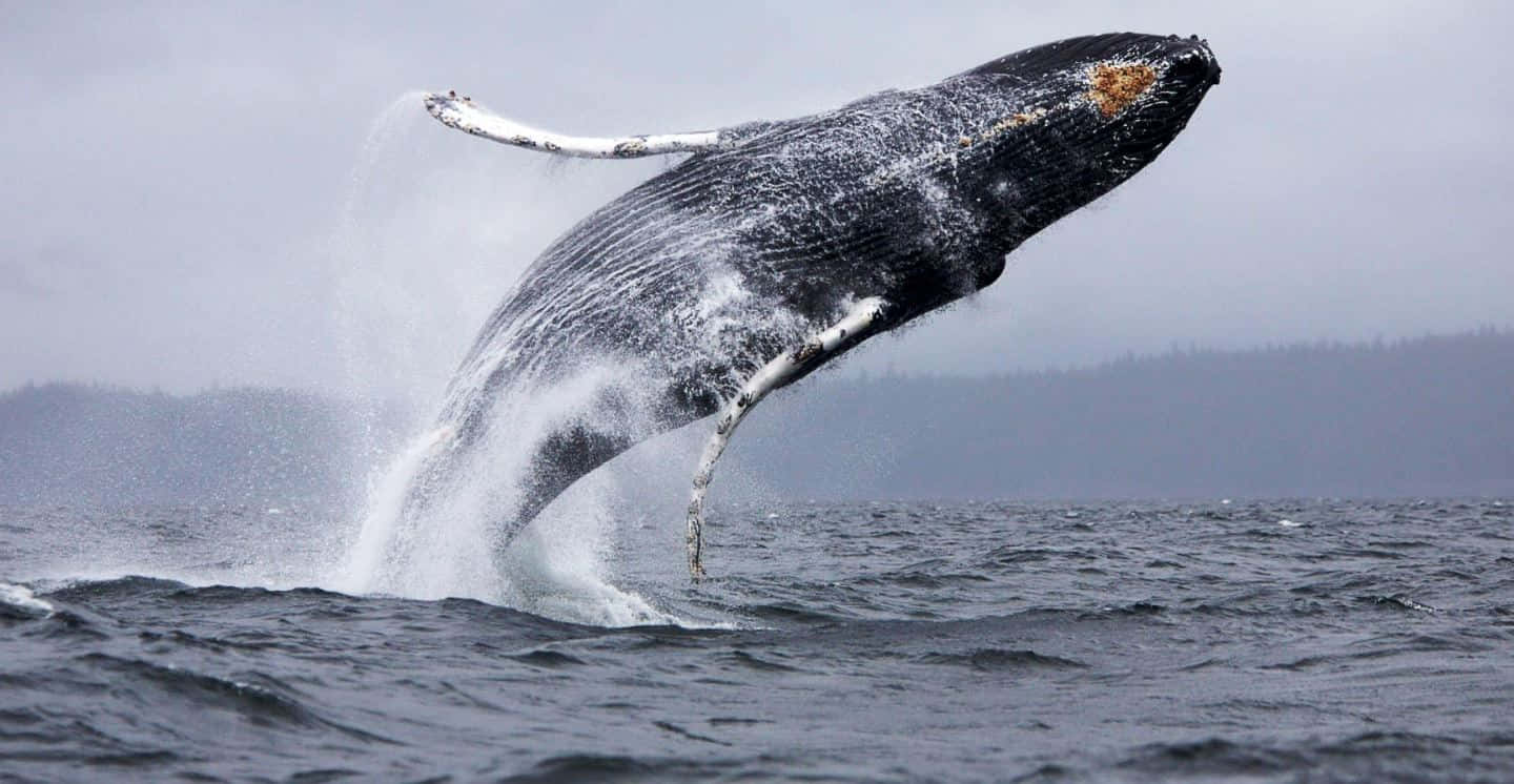 humpback whale, deep blue ocean, breaches, HD Desktop Wallpaper