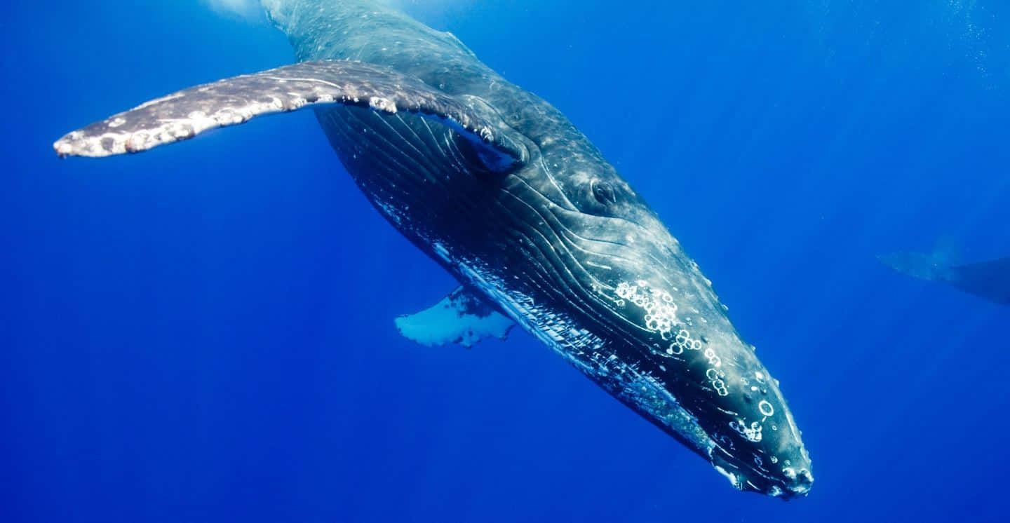 humpback whale, deep blue ocean waters, sunlight filtering from above, HD Desktop Wallpaper