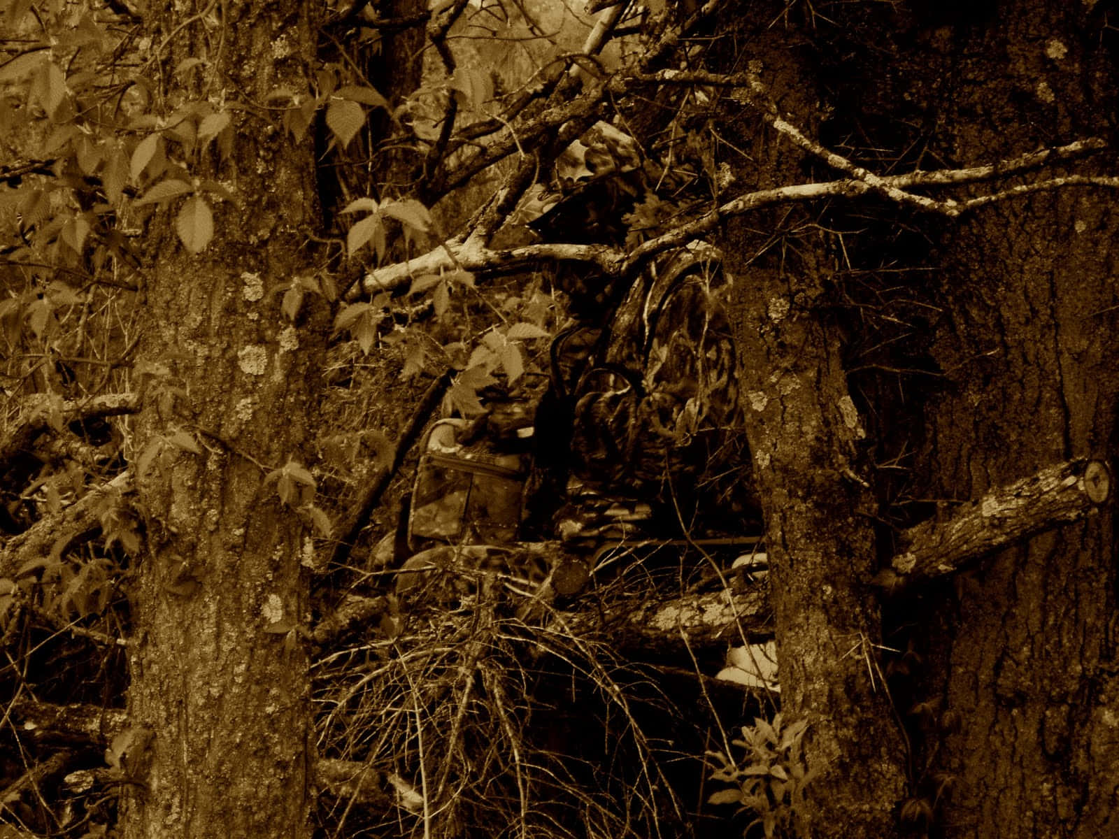 Hunting Camo, camouflage gear, dense forest foliage, HD Desktop Wallpaper