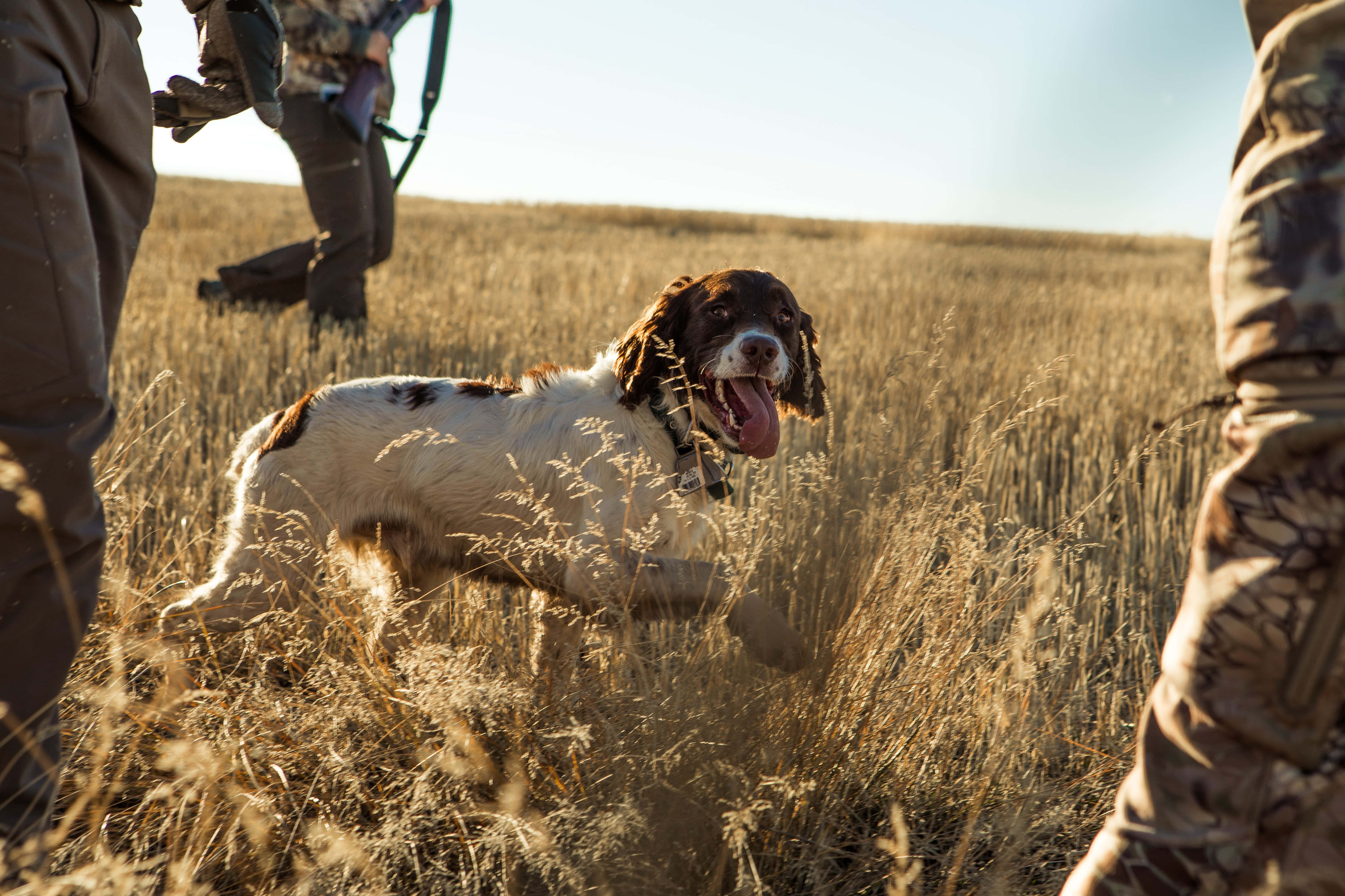 Hunting Desktop, brown and white hunting dog, tall golden grass, 5K Desktop Wallpaper