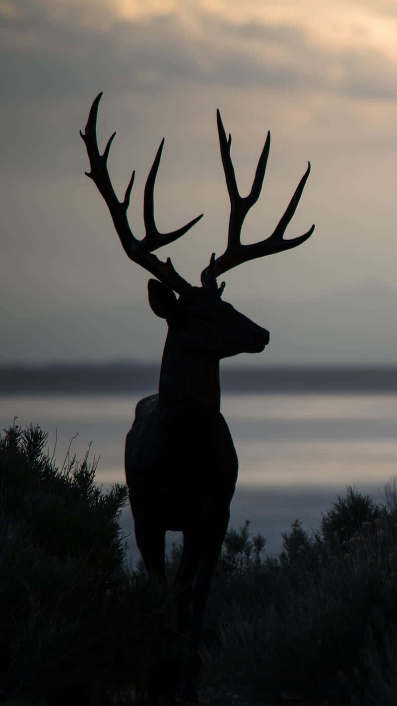 Hunting Phone, stag, twilight sky, HD Phone Wallpaper