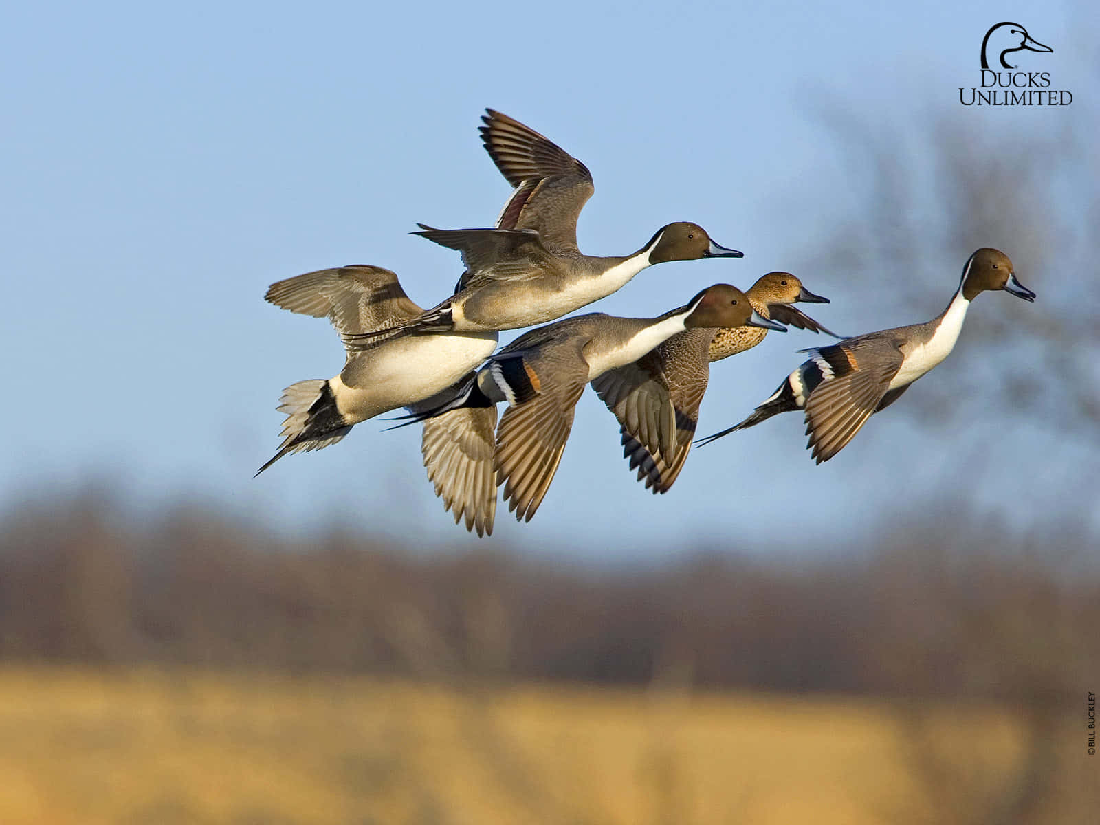 pintail ducks, clear blue sky, golden field, HD Desktop Wallpaper
