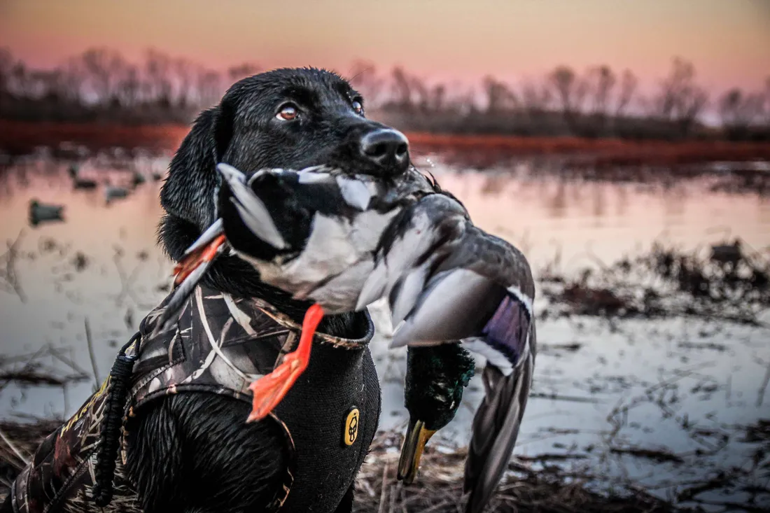 Hunting Dog
