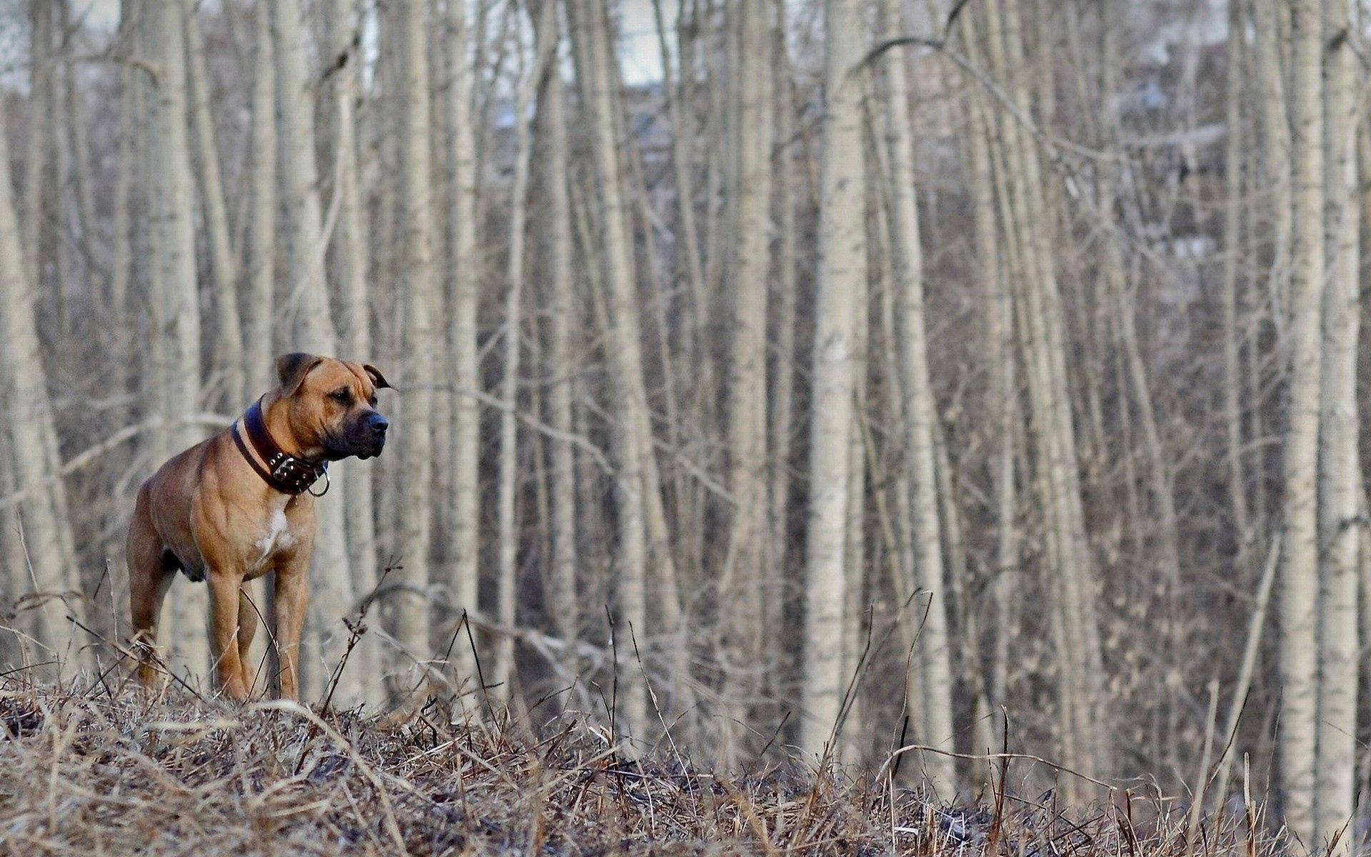 alert hunting dog, tan dog, studded collar, Full HD Desktop Wallpaper