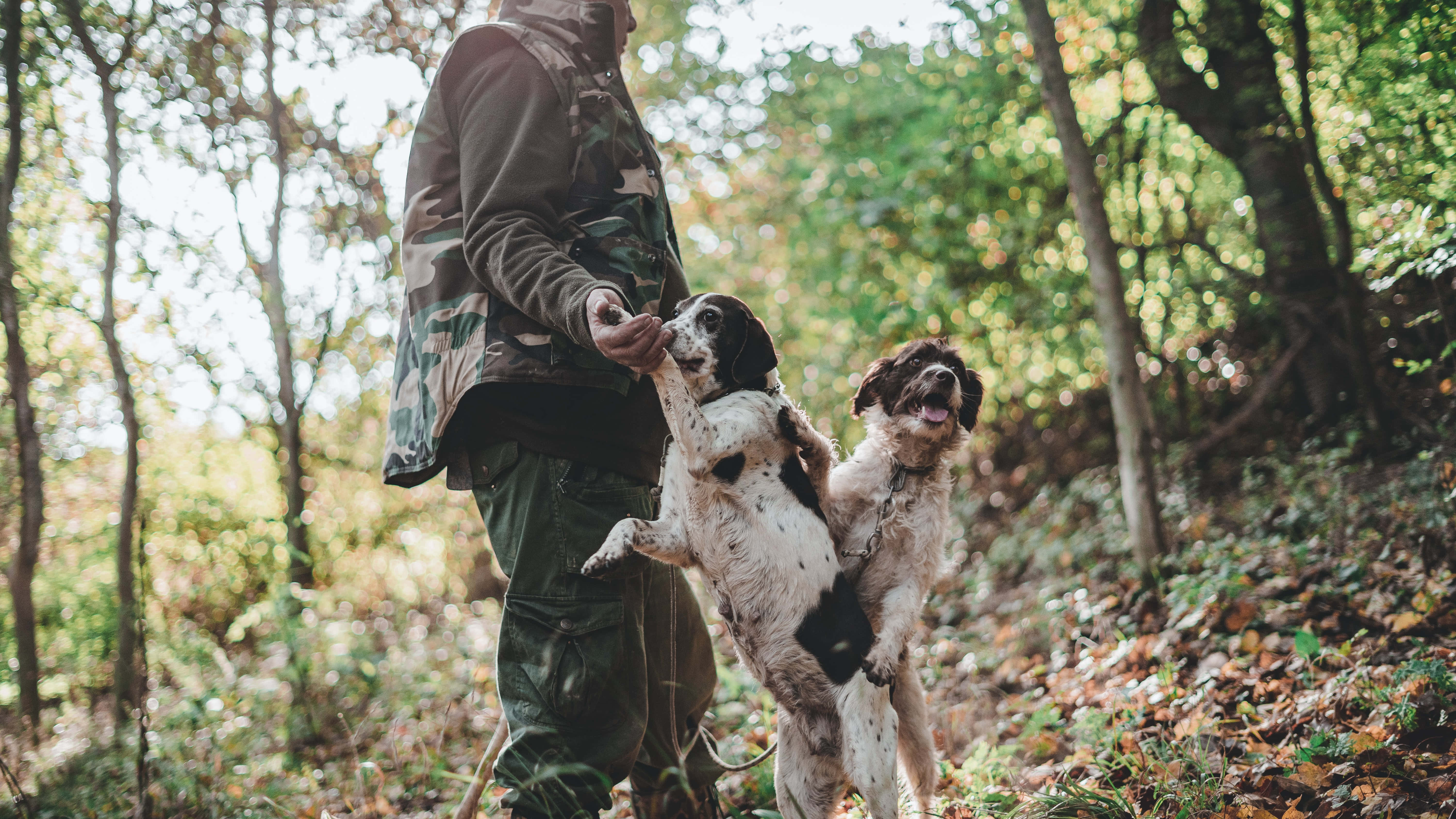 Hunting Dog, camouflage, sunlit forest, 5K Desktop Wallpaper