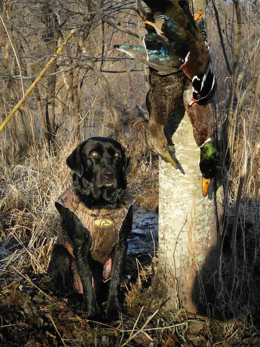 hunting dog, black dog, camouflage gear, SD Phone Wallpaper