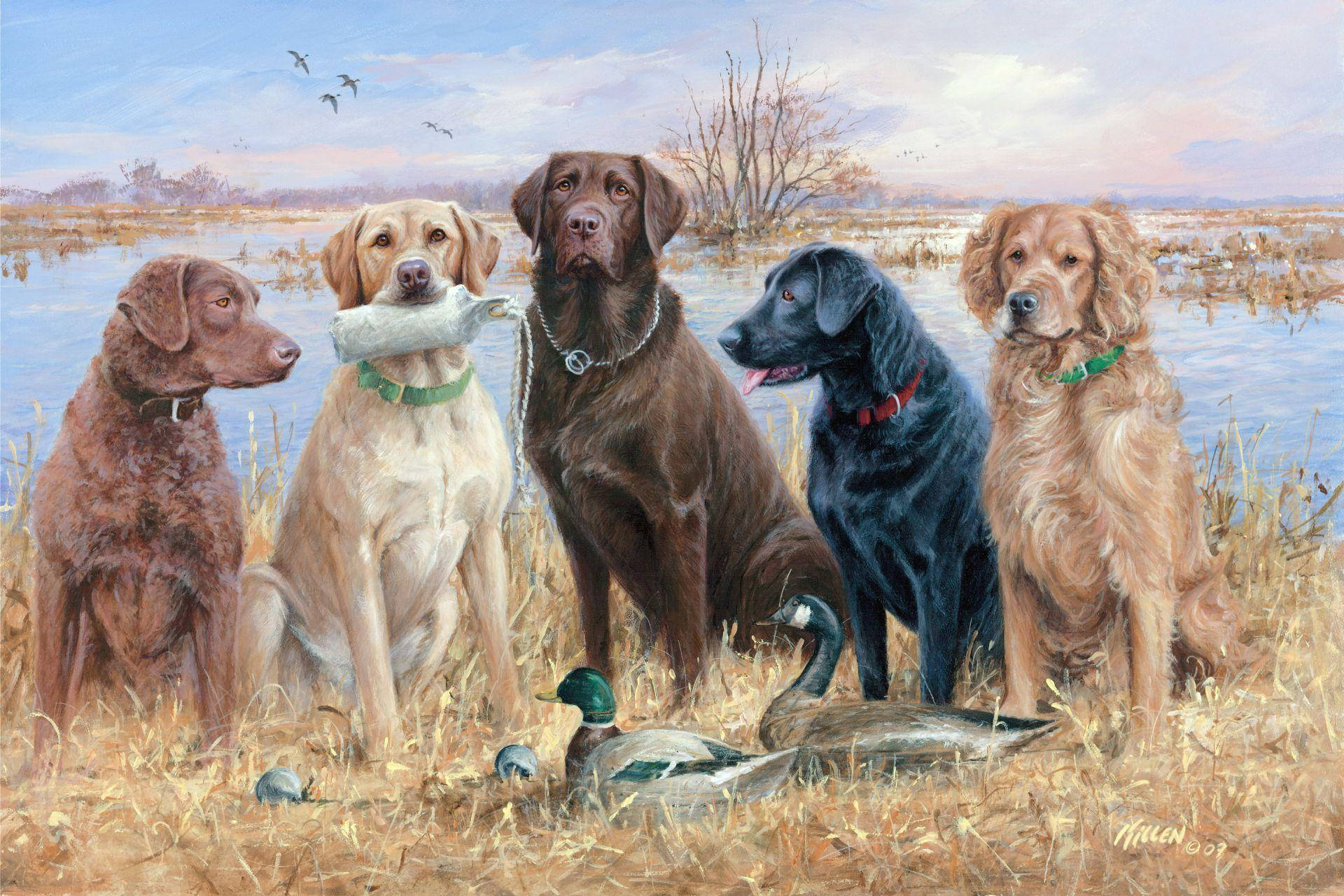 hunting dogs, marshy field, ducks, Full HD Desktop Wallpaper